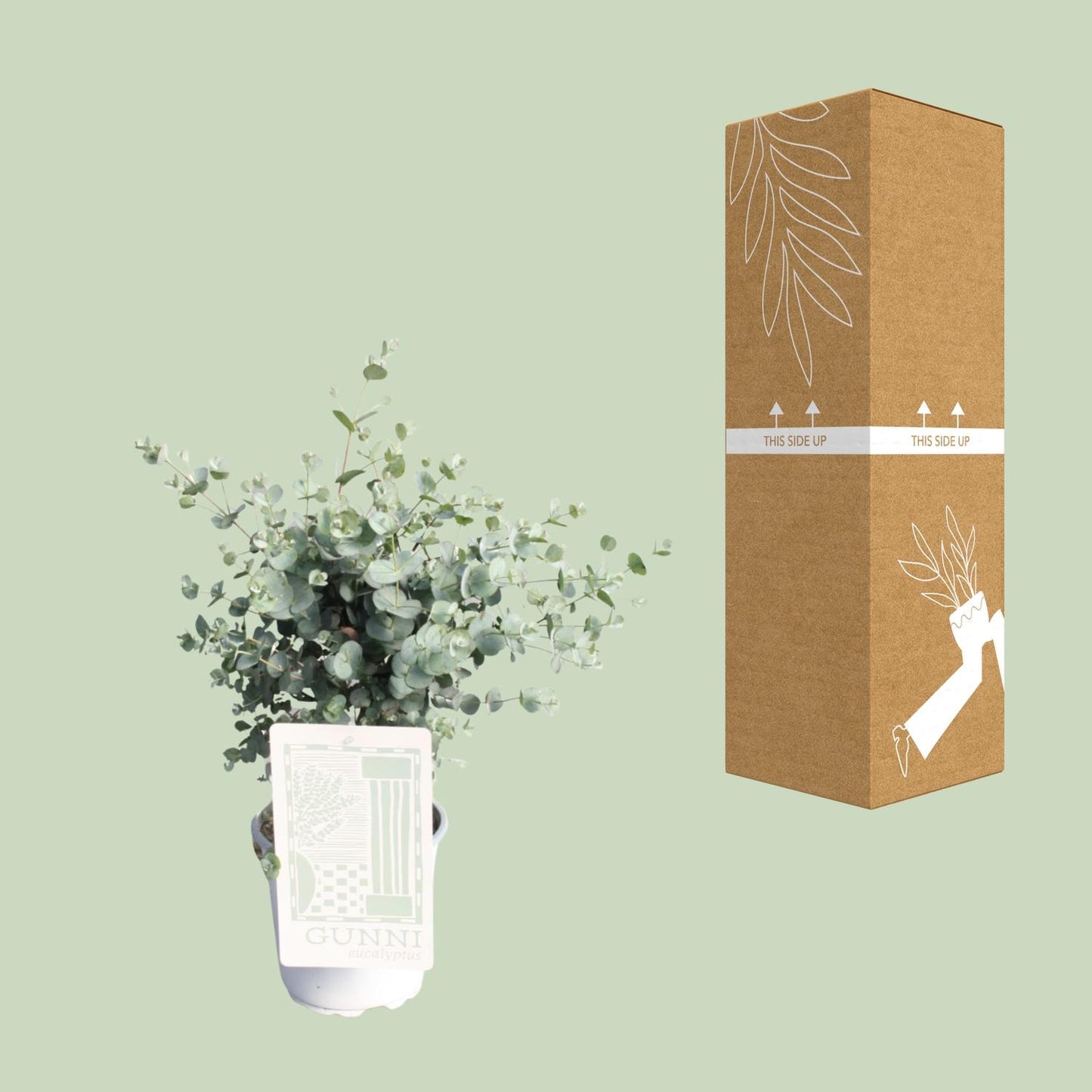 Eucalyptus - Ø17cm - ↕45cm