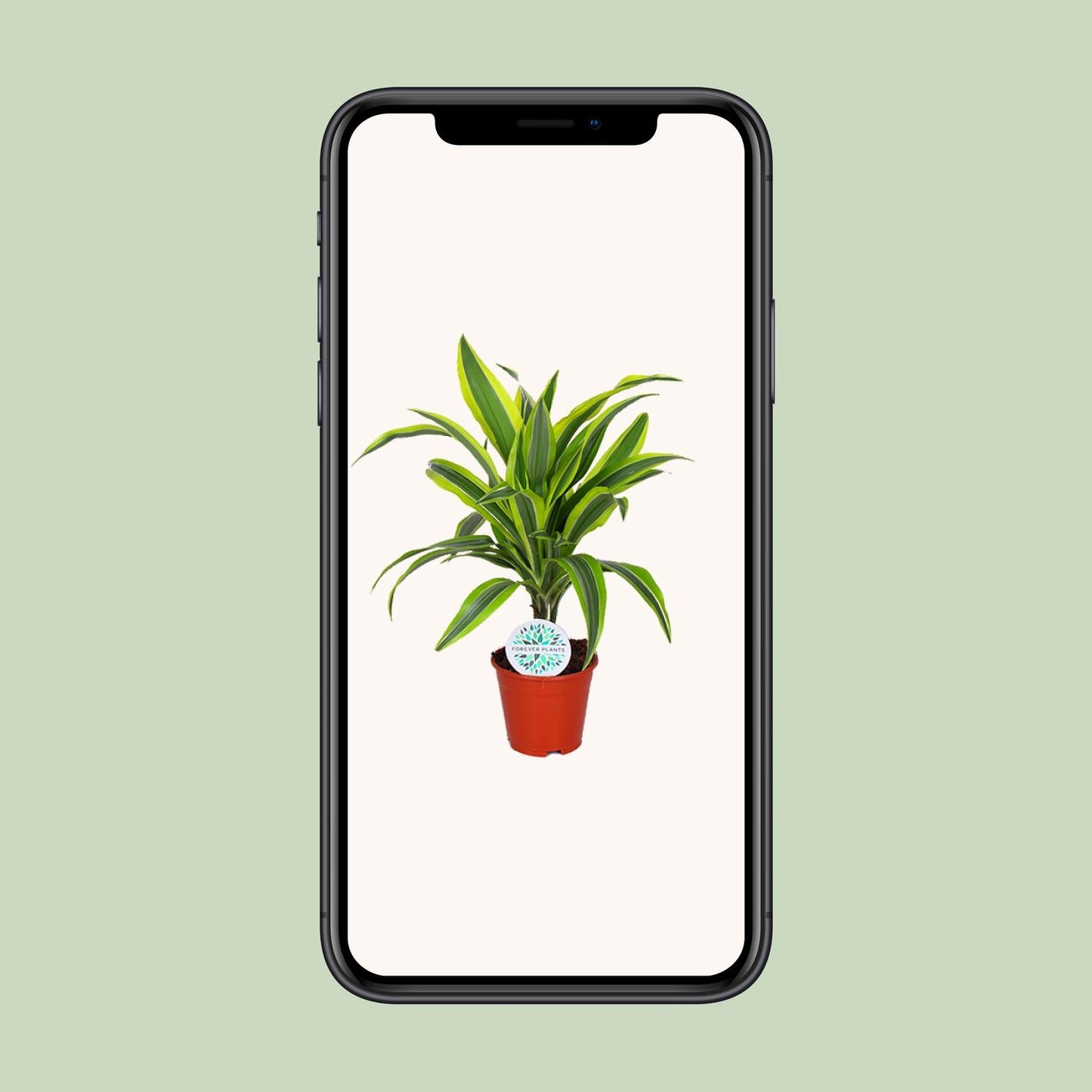 Dracaena Lemon Lime - Ø14cm - ↕55cm