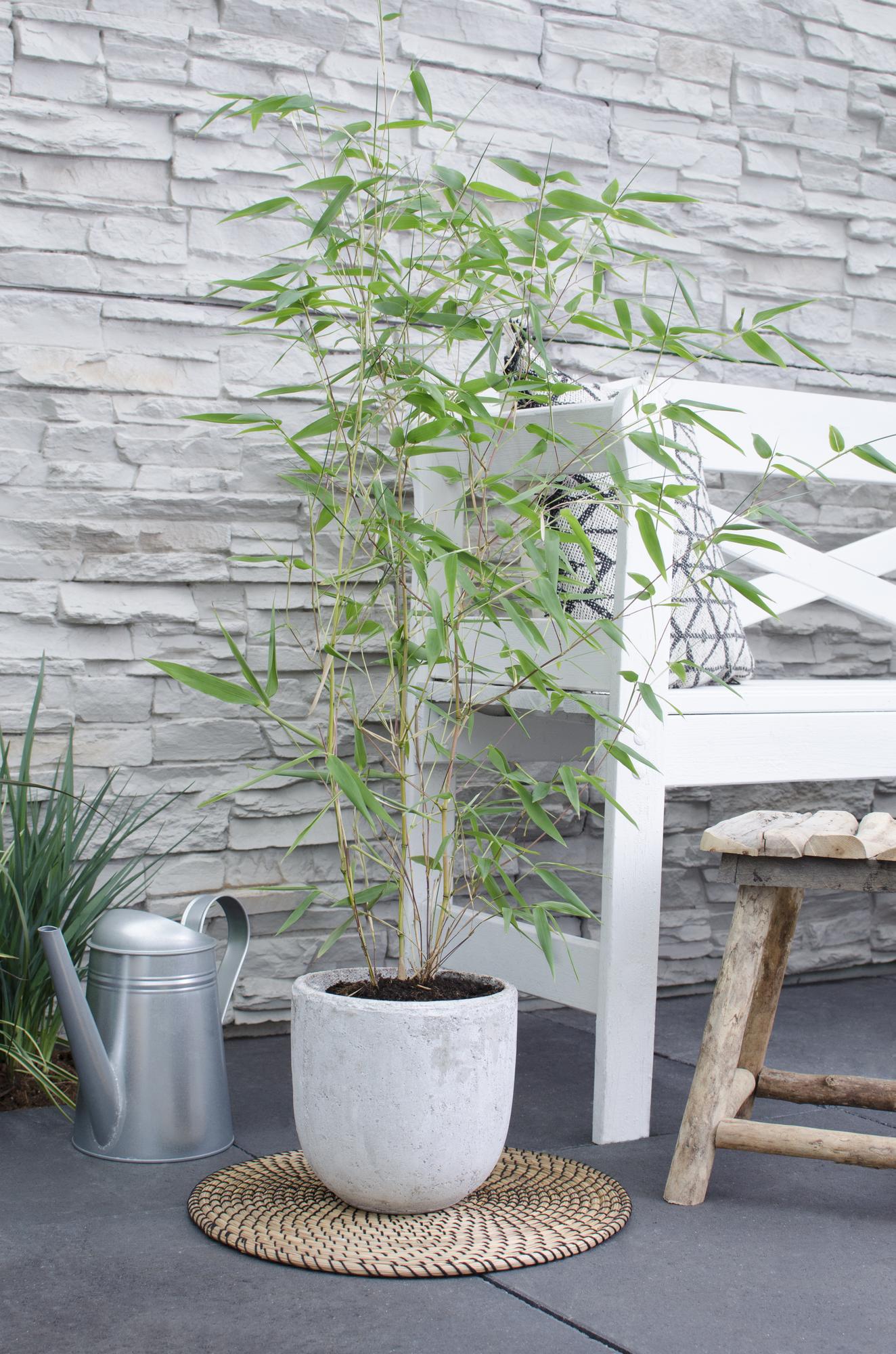Phyllostachys 'Bissetii' - Ø14cm - ↕40cm