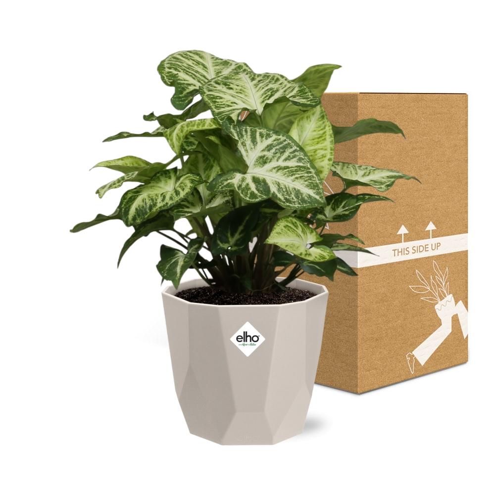 Syngonium Arrow in ELHO b.for rock 14 cm warm grey
