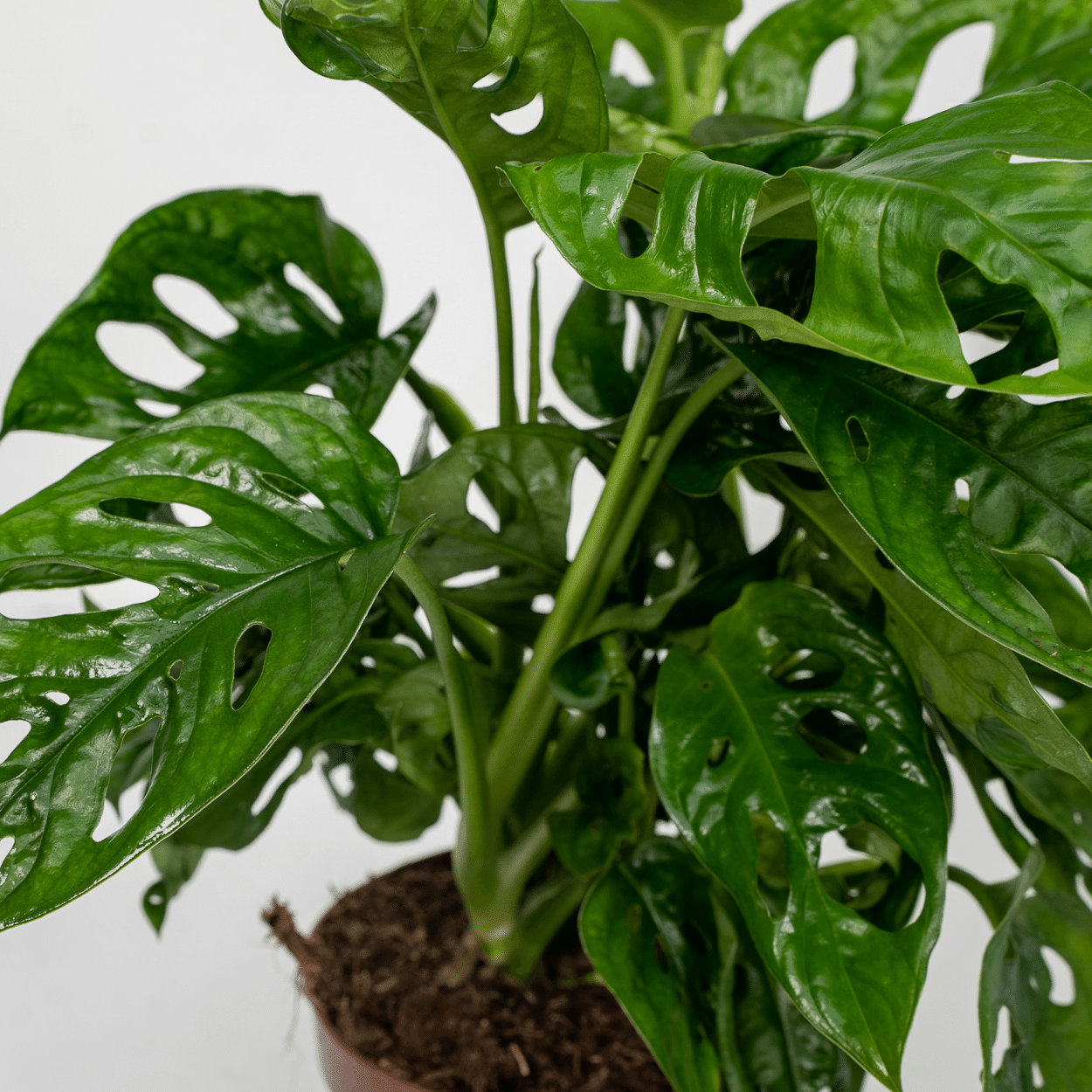 2x Monstera Monkey Leaf - Lochpflanze - 30cm - ø12