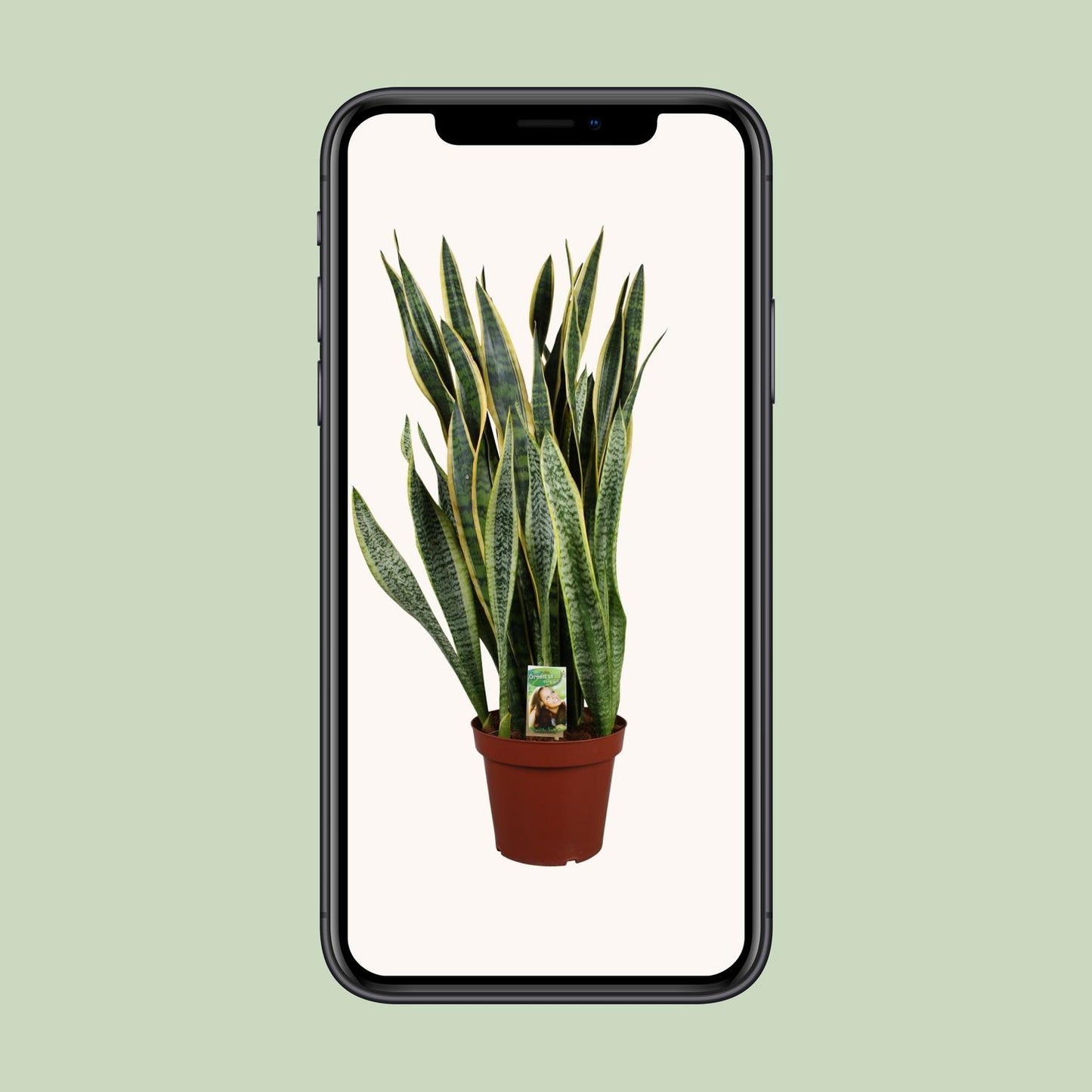 Sansevieria Laurentii P26 - Extra Dik - Ø27cm - ↕100cm