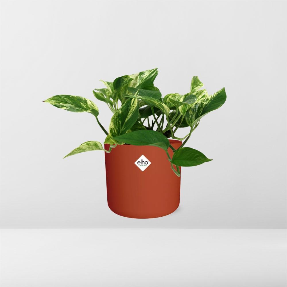 Scindapsus (Epipremnum) Marble Queen in ELHO b.for soft rond 14cm brique