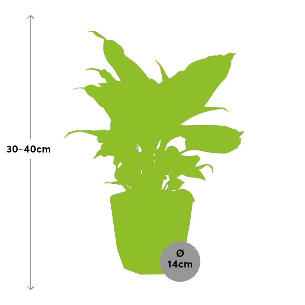 Dieffenbachia ‘Camilla’ in 14cm b.for rock living black