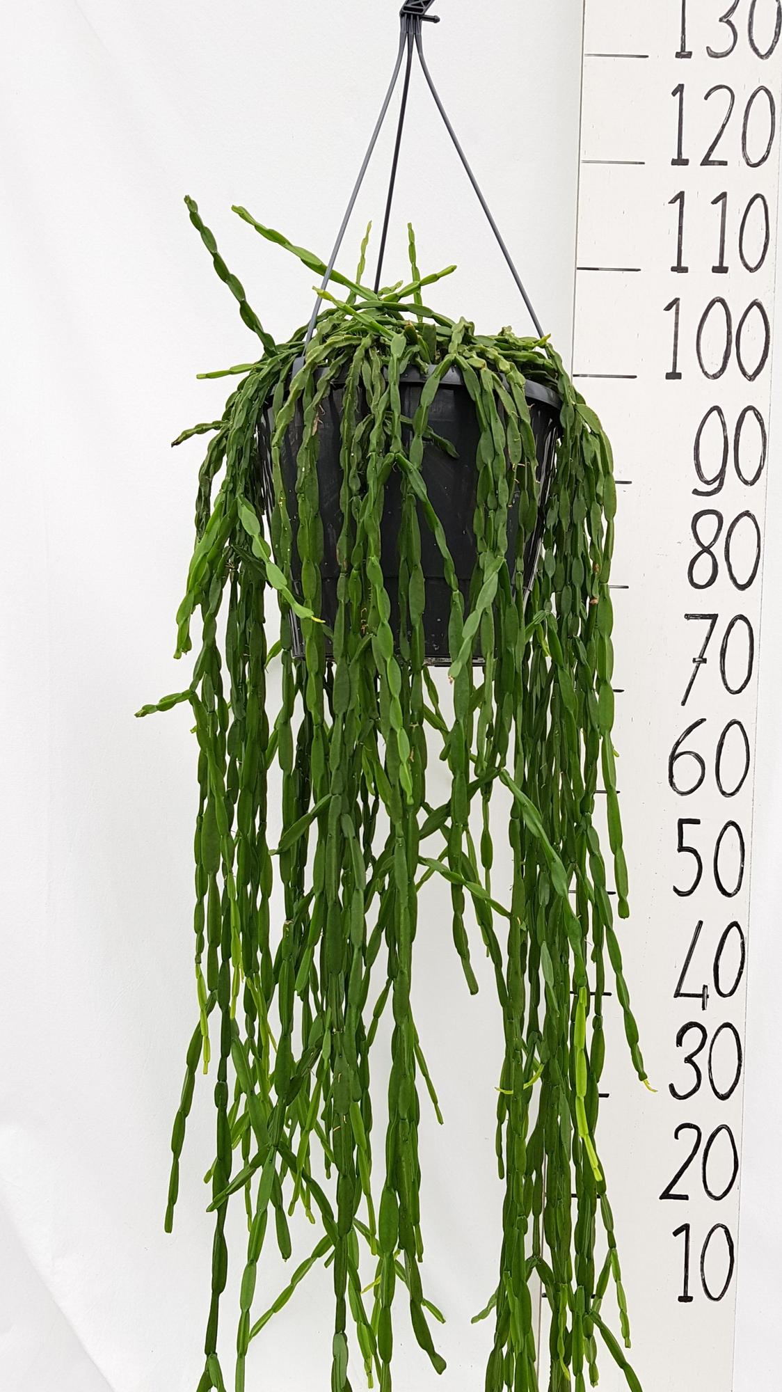 Rhipsalis Paradoxa - Ø25cm - ↕70cm