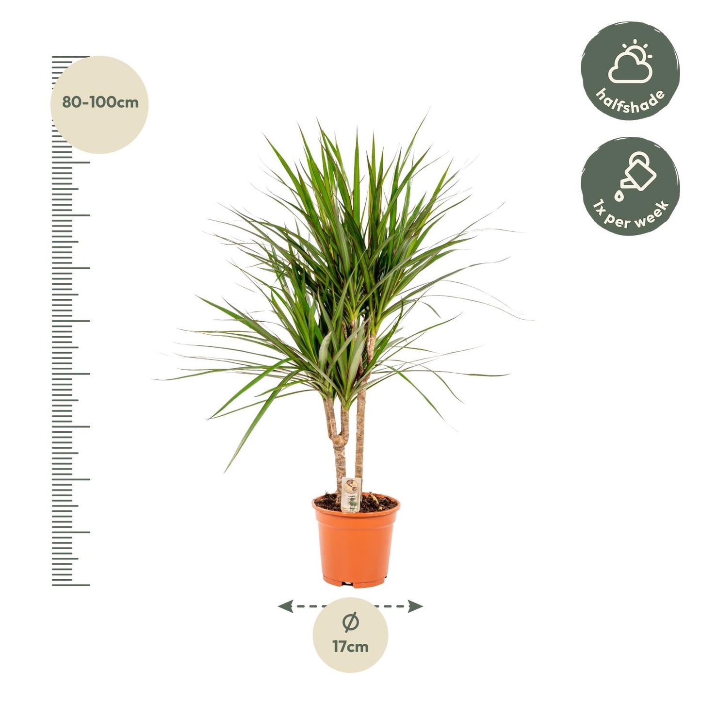 Drachenbaum Marginata 90 cm – Stilvolle & Pflegeleichte Zimmerpflanze