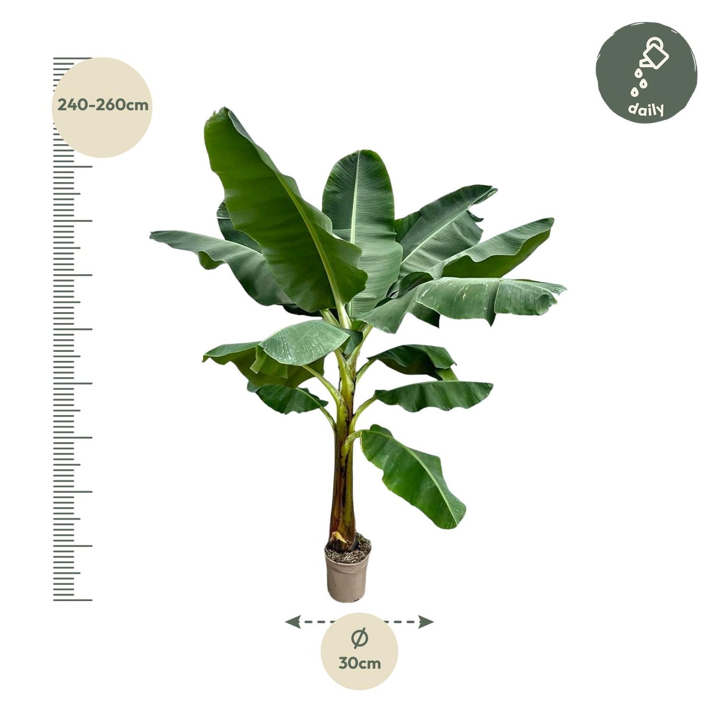 Bananenpflanze 250 cm – Tropisches Flair für Zuhause