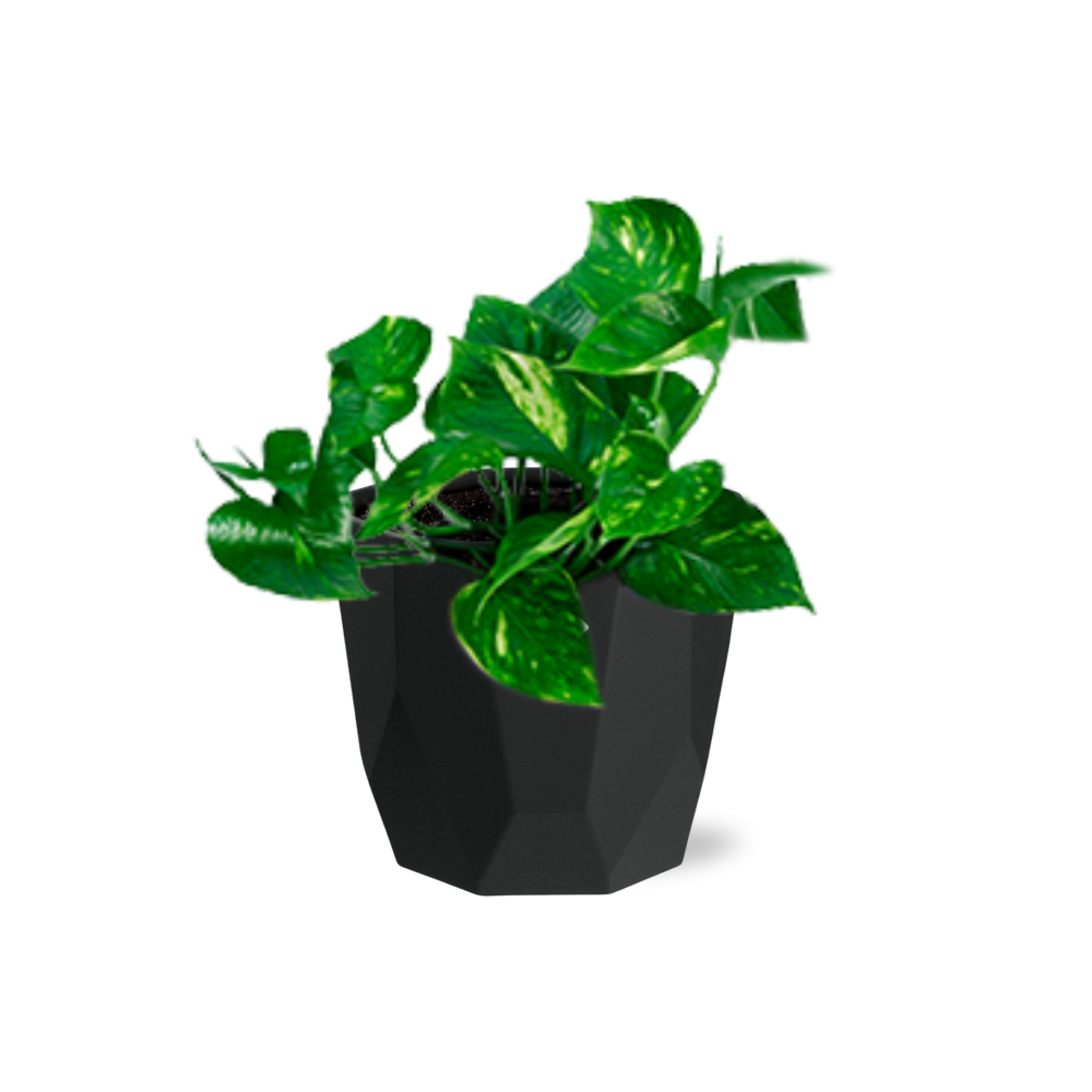 Epipremnum Pinnatum ‘Aureum’ in 14cm b.for rock living black