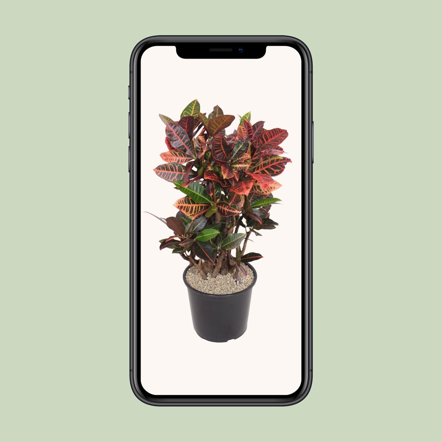 Codiaeum Petra (Croton Petra) - Ø32cm - ↕100cm