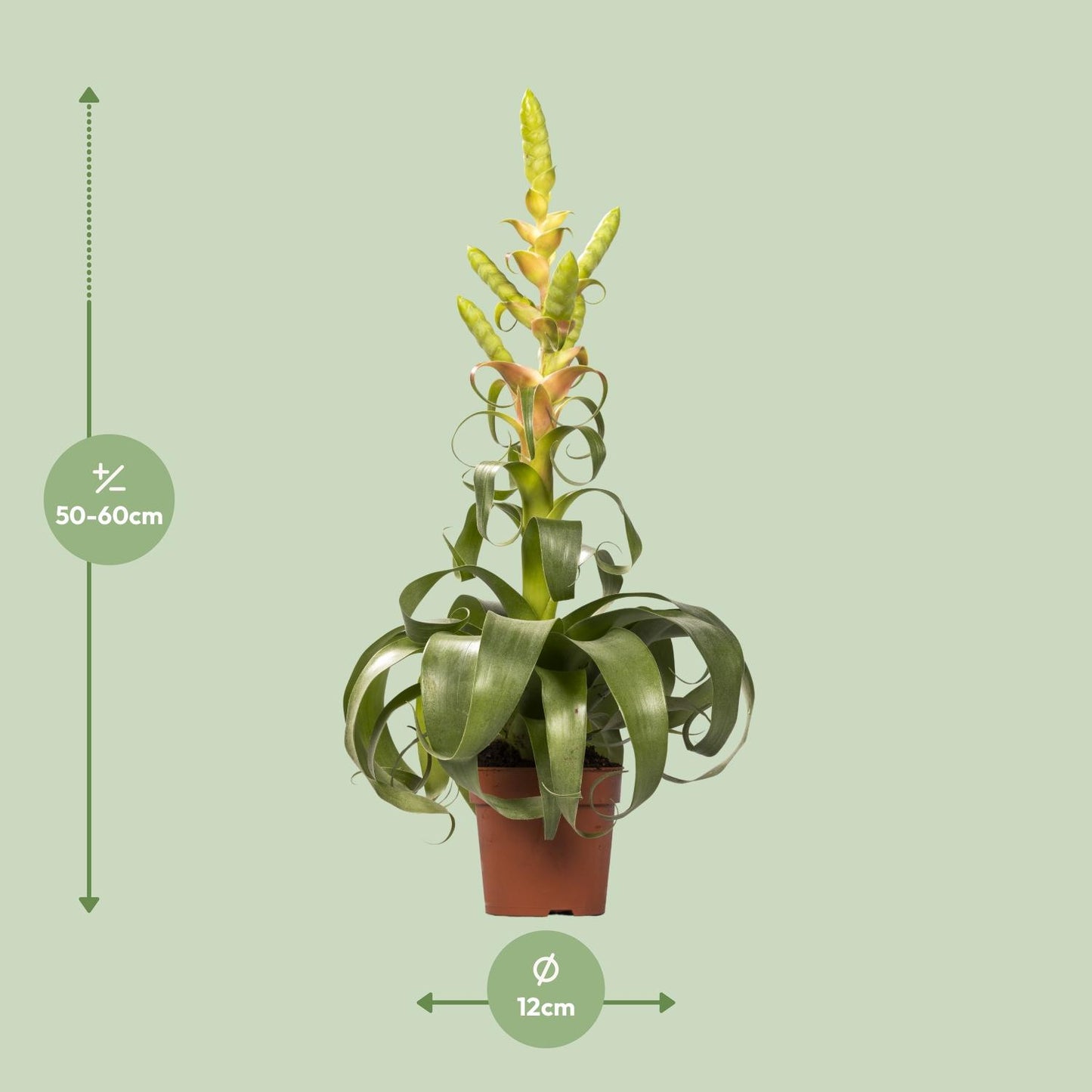 Tillandsia Samantha - Ø12cm - ↕55cm
