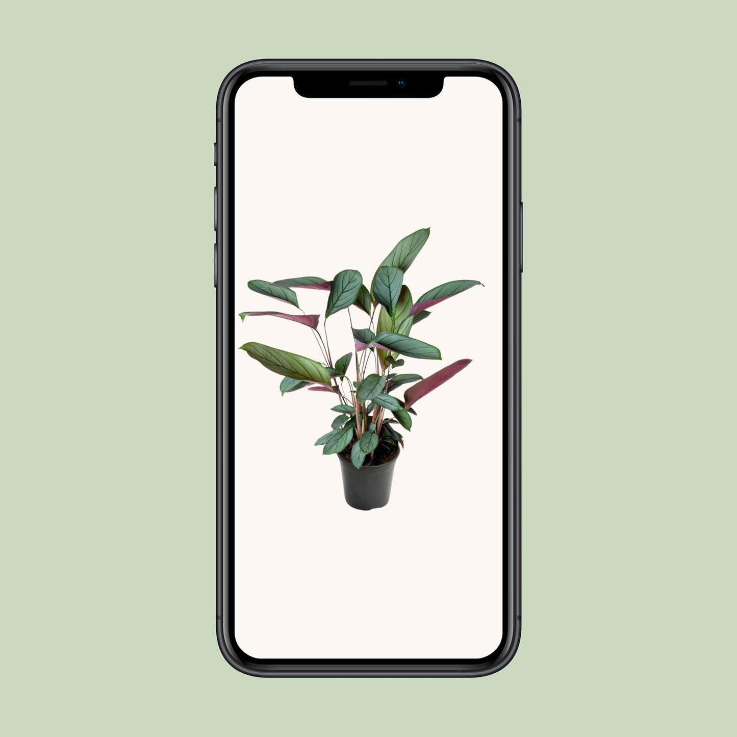 Ctenanthe Setosa - Ø17cm - ↕60cm