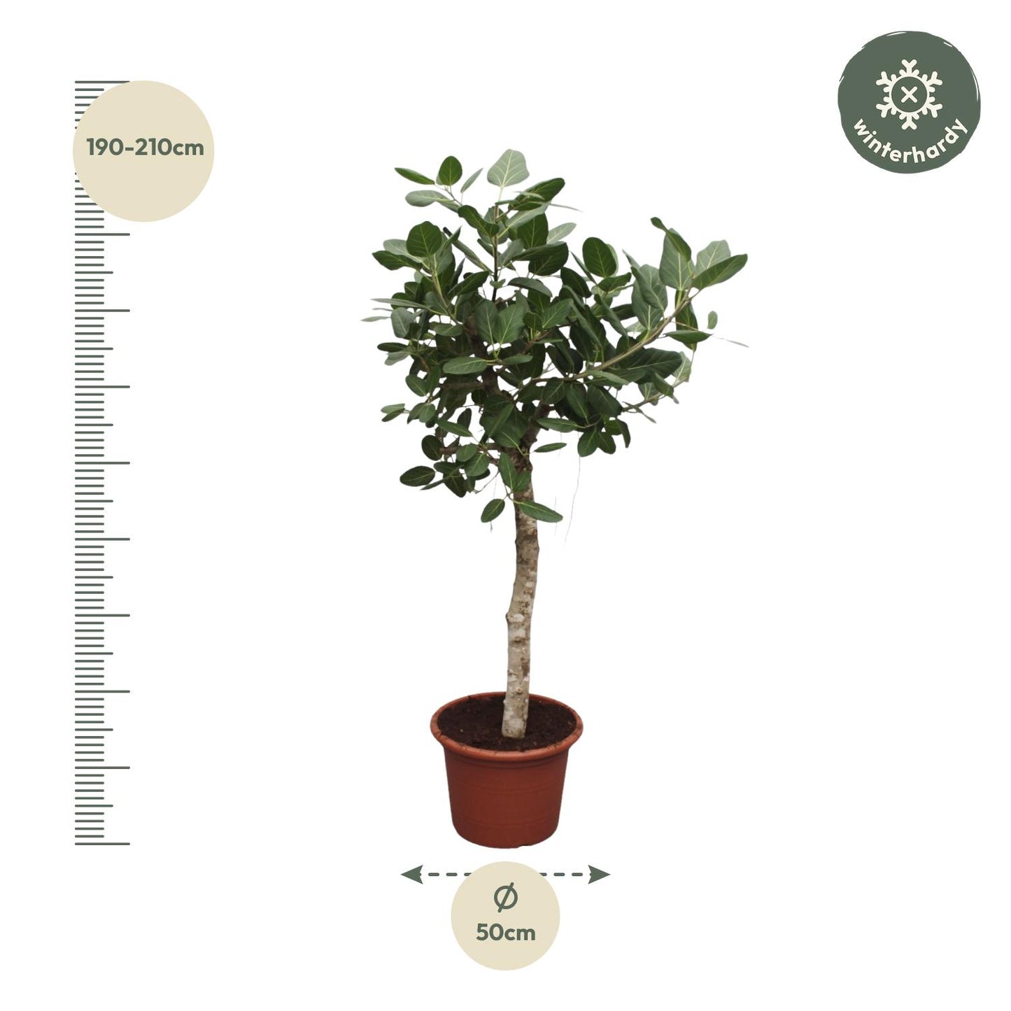 Bengalische Feige 200 cm – Exotischer Großbaum für Innen & Außen