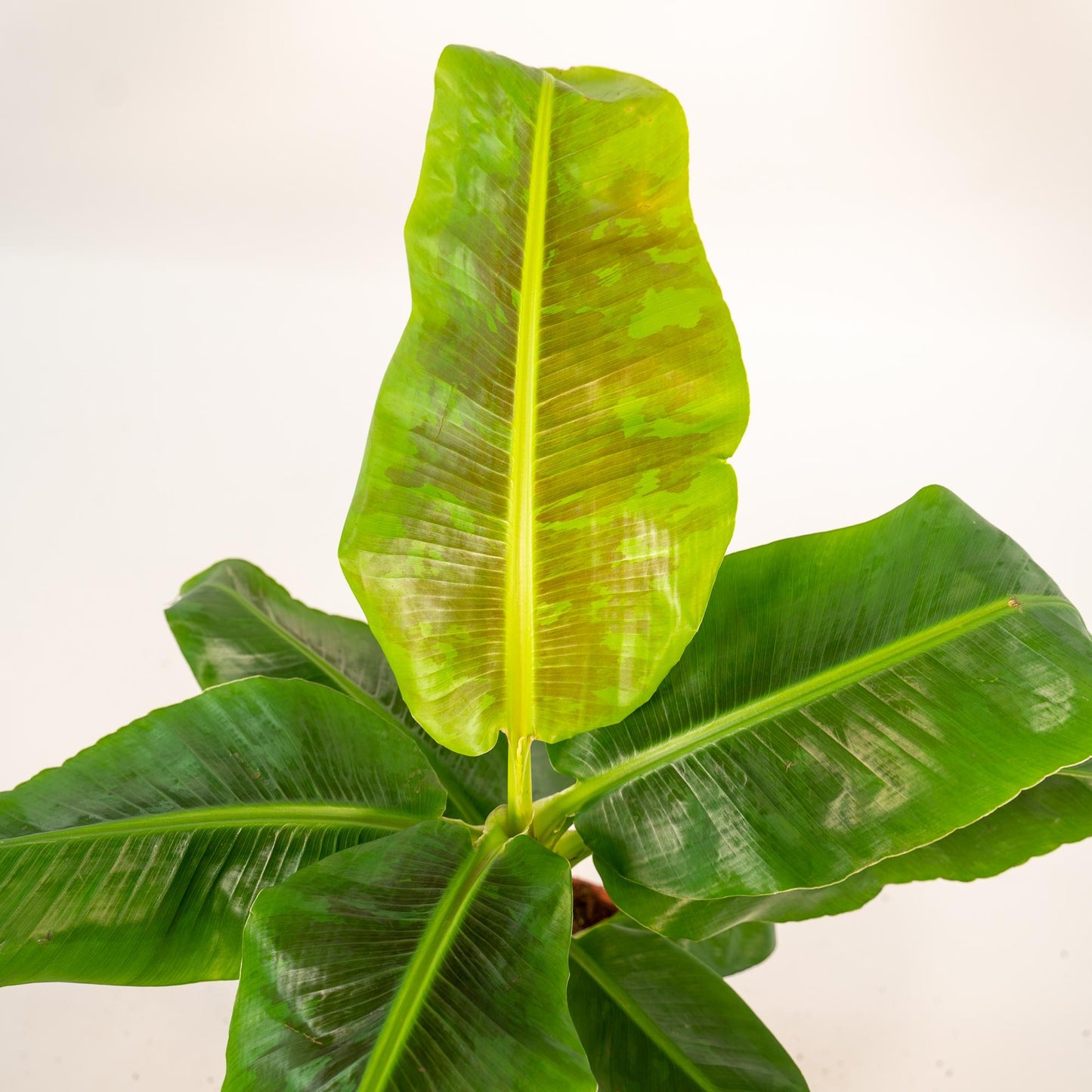 Musa Dwarf Cavendish - Ø21cm - ↕90cm + Korb Selin