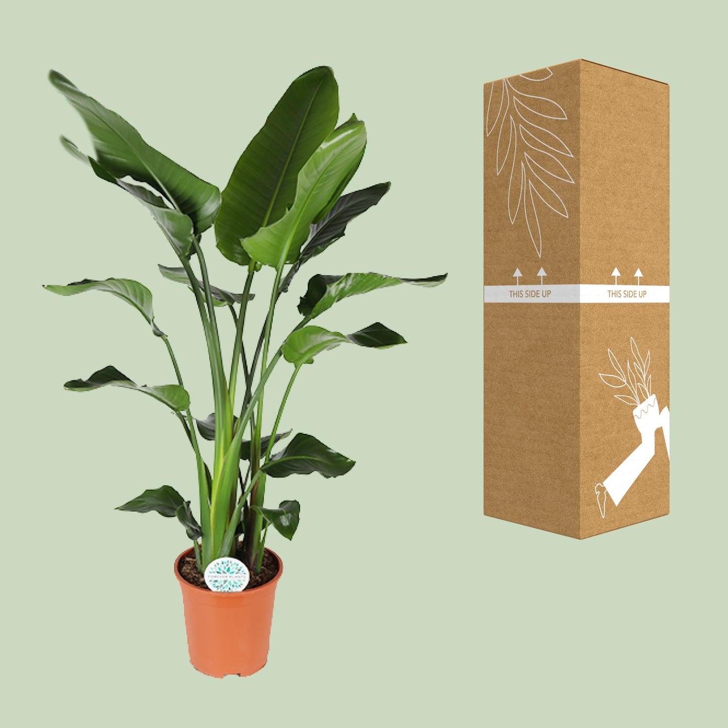 Strelitzia Nicolai - Ø27cm - ↕140cm