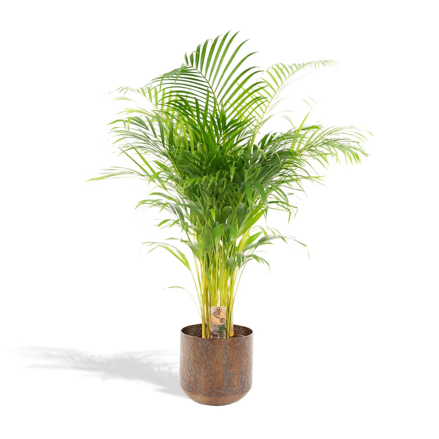 Goldfruchtpalme 110 cm – Elegante Areca-Palme im Topf