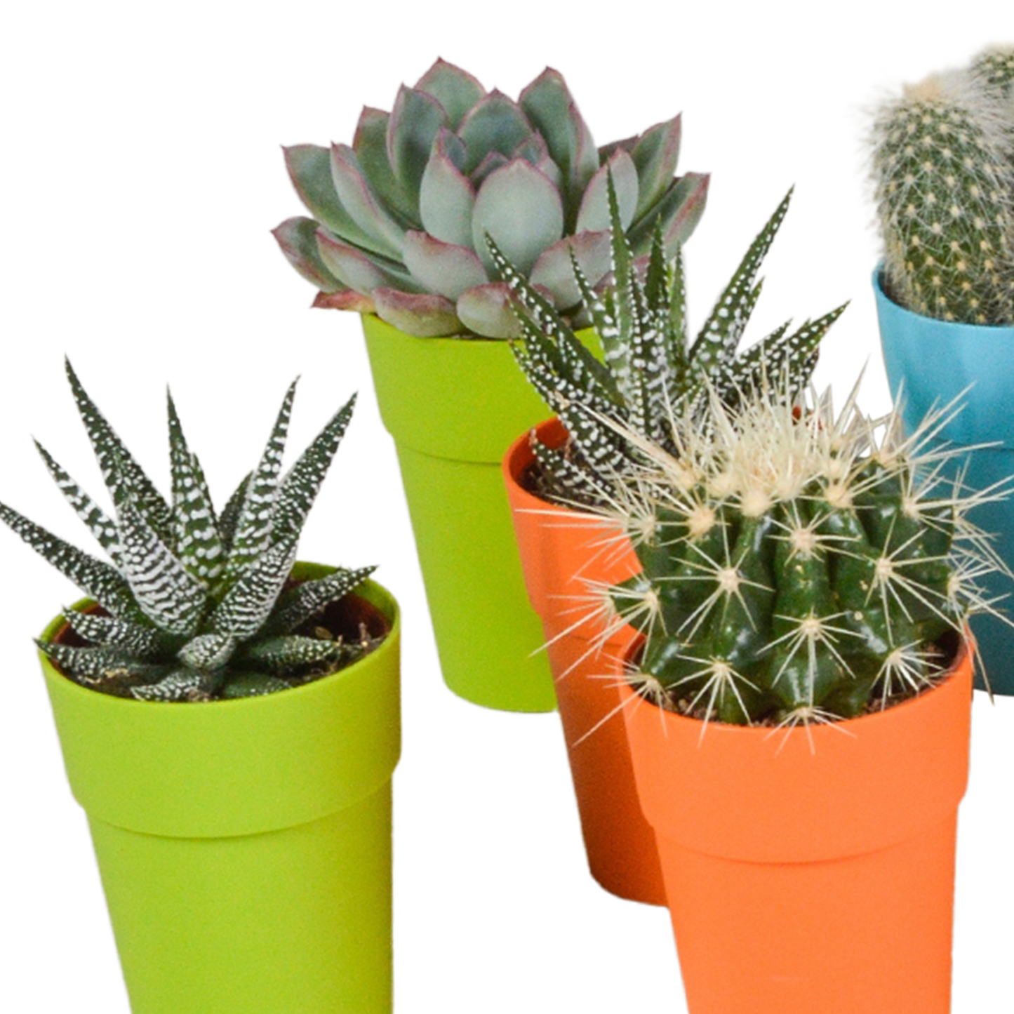 Kakteen & Sukkulenten Mix – 15 pflegeleichte Pflanzen im 5,5cm Topf
