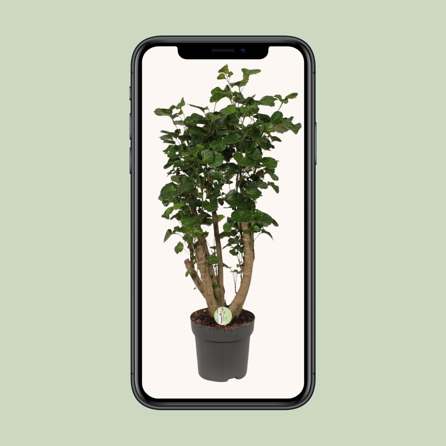 Polyscias Lemon - Ø24cm - ↕95cm