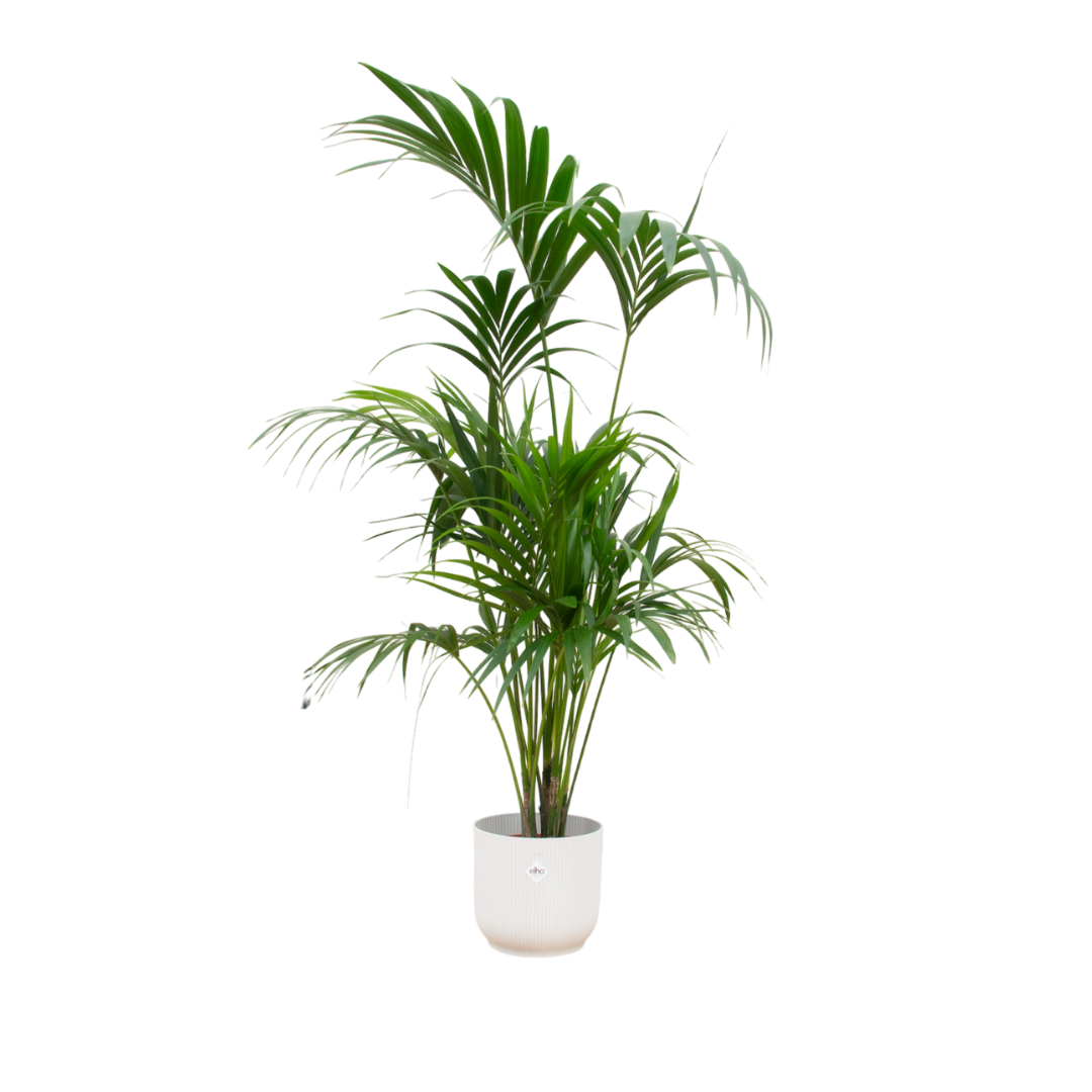 Kentia-Palme 180 cm im Elho Vibes Fold Round Topf