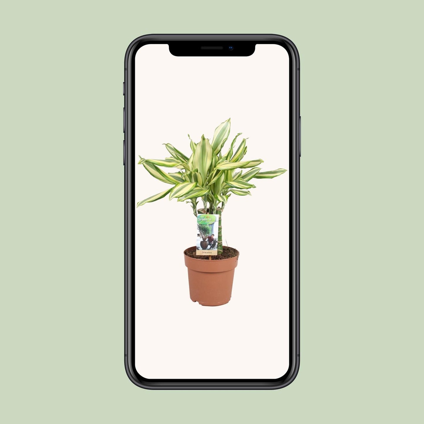 Dracaena Diamonddream - Ø17cm - ↕40cm