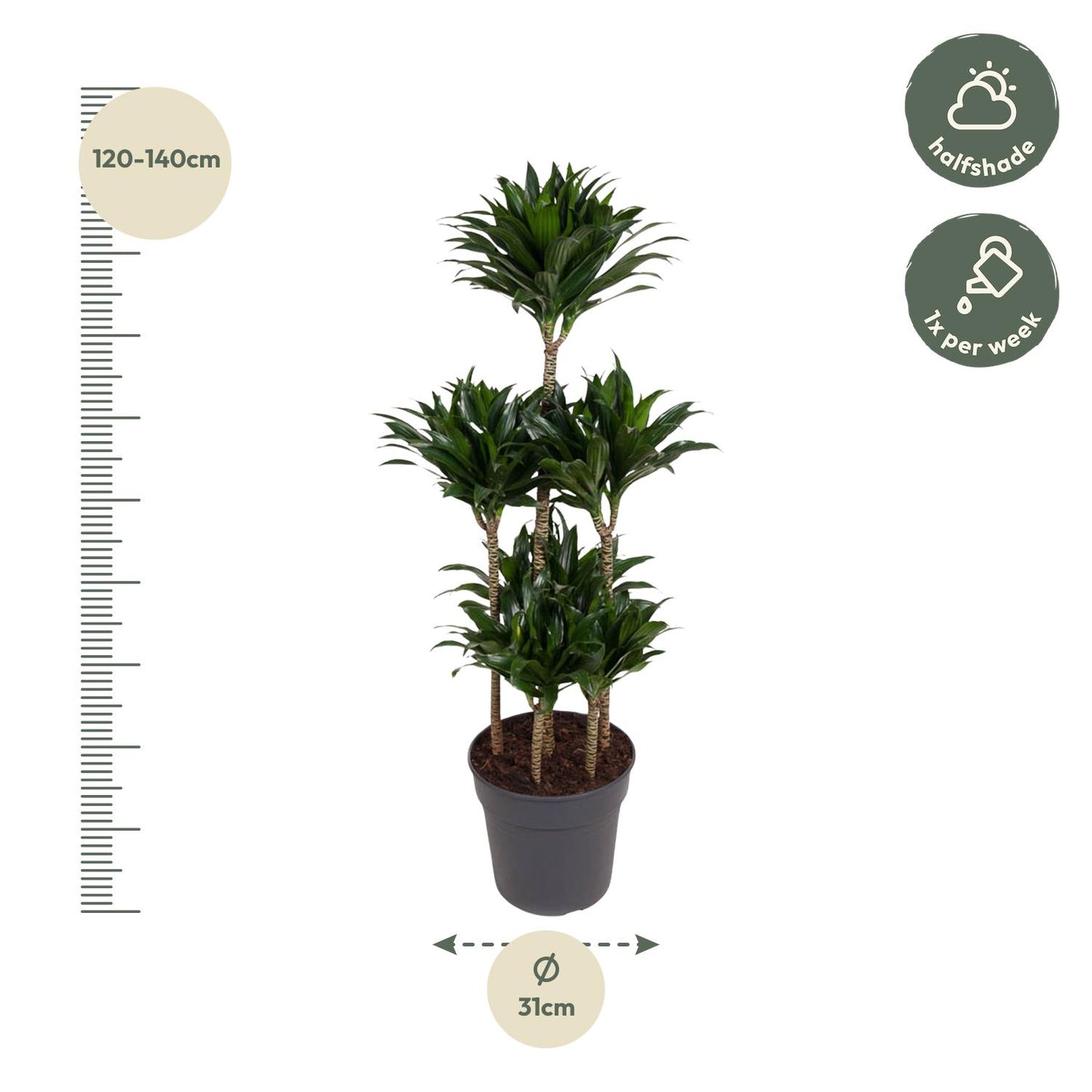 Drachenbaum 'Carrousel' – Stilvolle und pflegeleichte Zimmerpflanze 130 cm