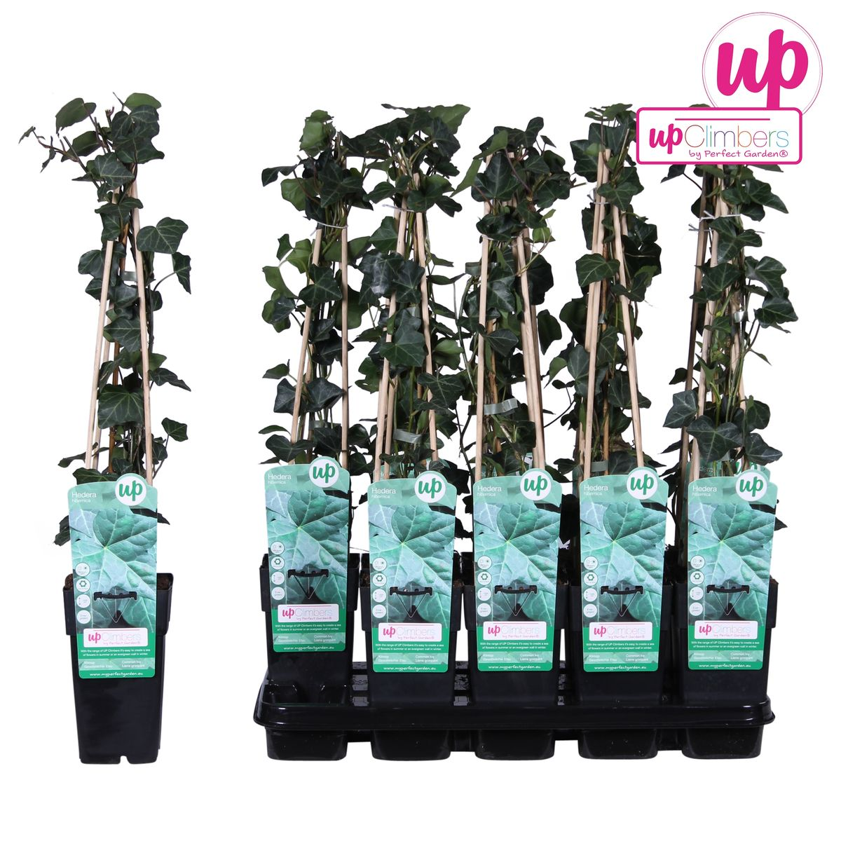 Hedera hibernica - Ø15cm - ↕65cm