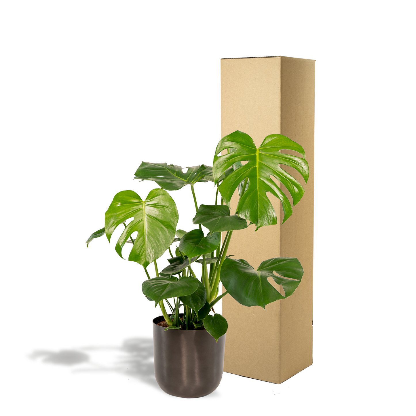 Monstera Deliciosa + Pot Mayk Lead - ↨80cm - Ø21cm