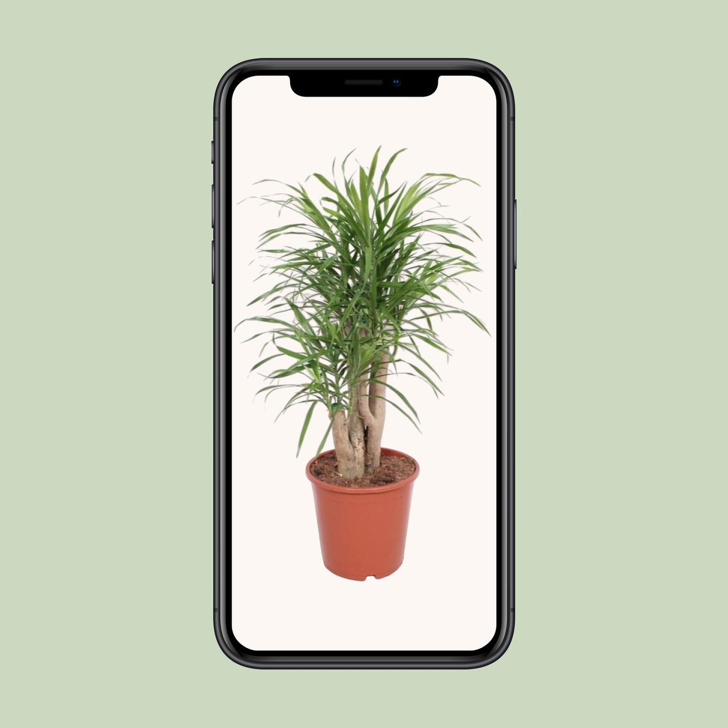 Dracaena Anita - Ø21cm - ↕70cm