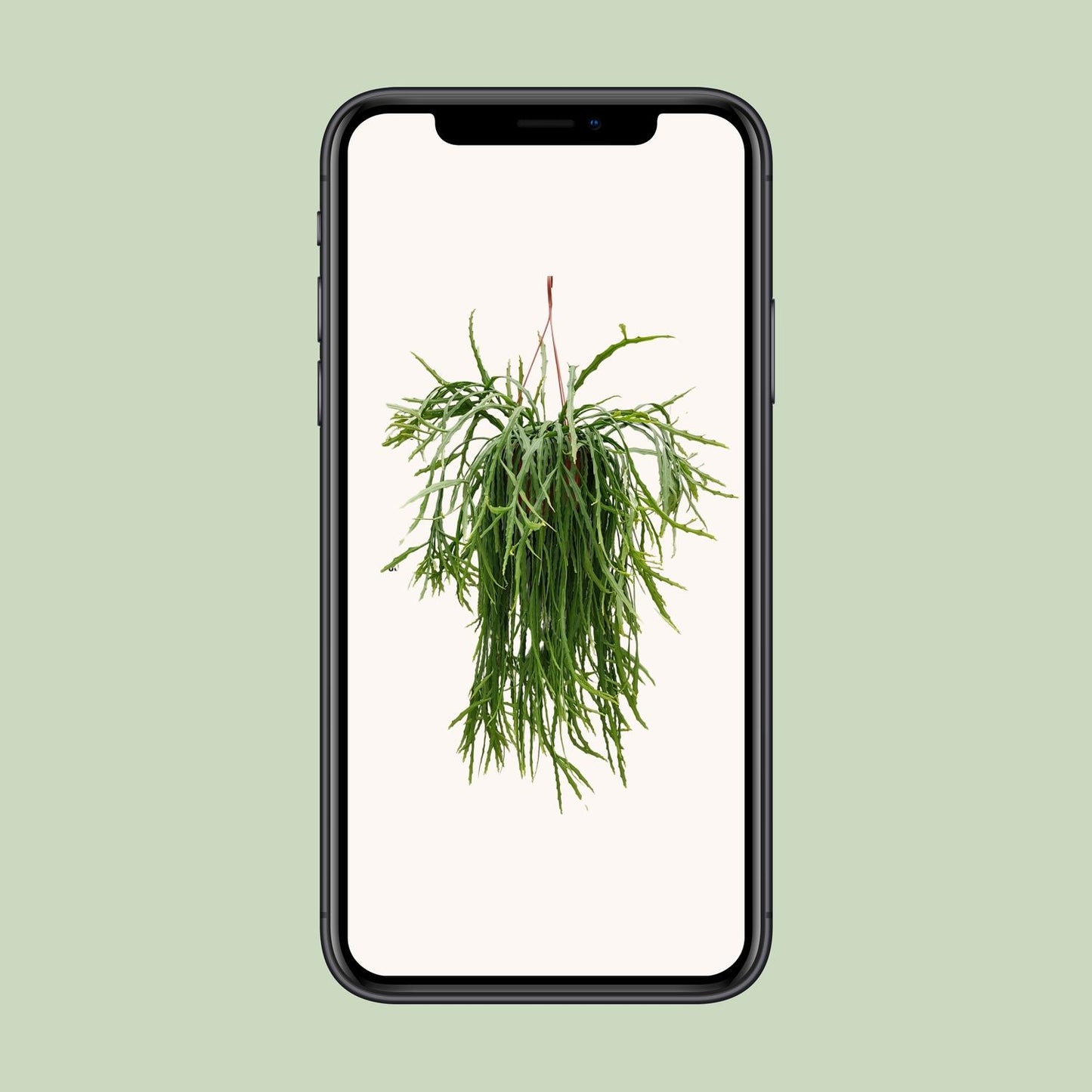 Lepismium Asuntapatense - Ø20cm - ↕60cm