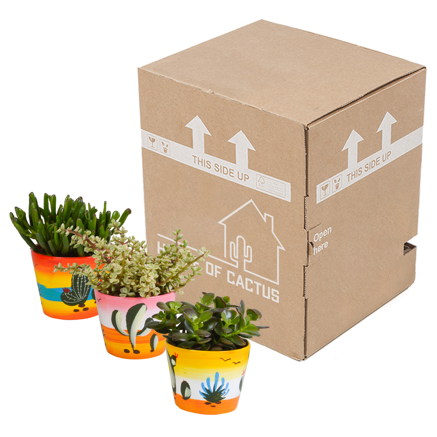 Dickblatt-Mix 3er Set im handbemalten Mexiko-Topf 10,5 cm