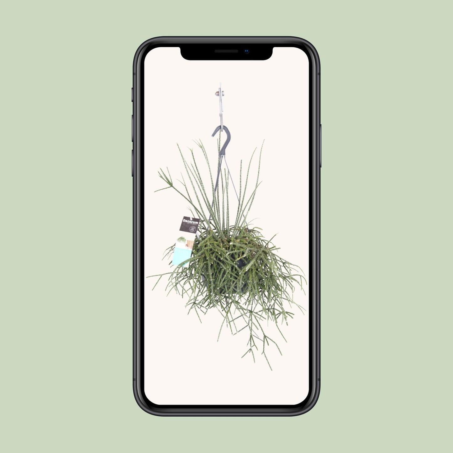Rhipsalis Pilocarpa - Ø17cm - ↕30cm