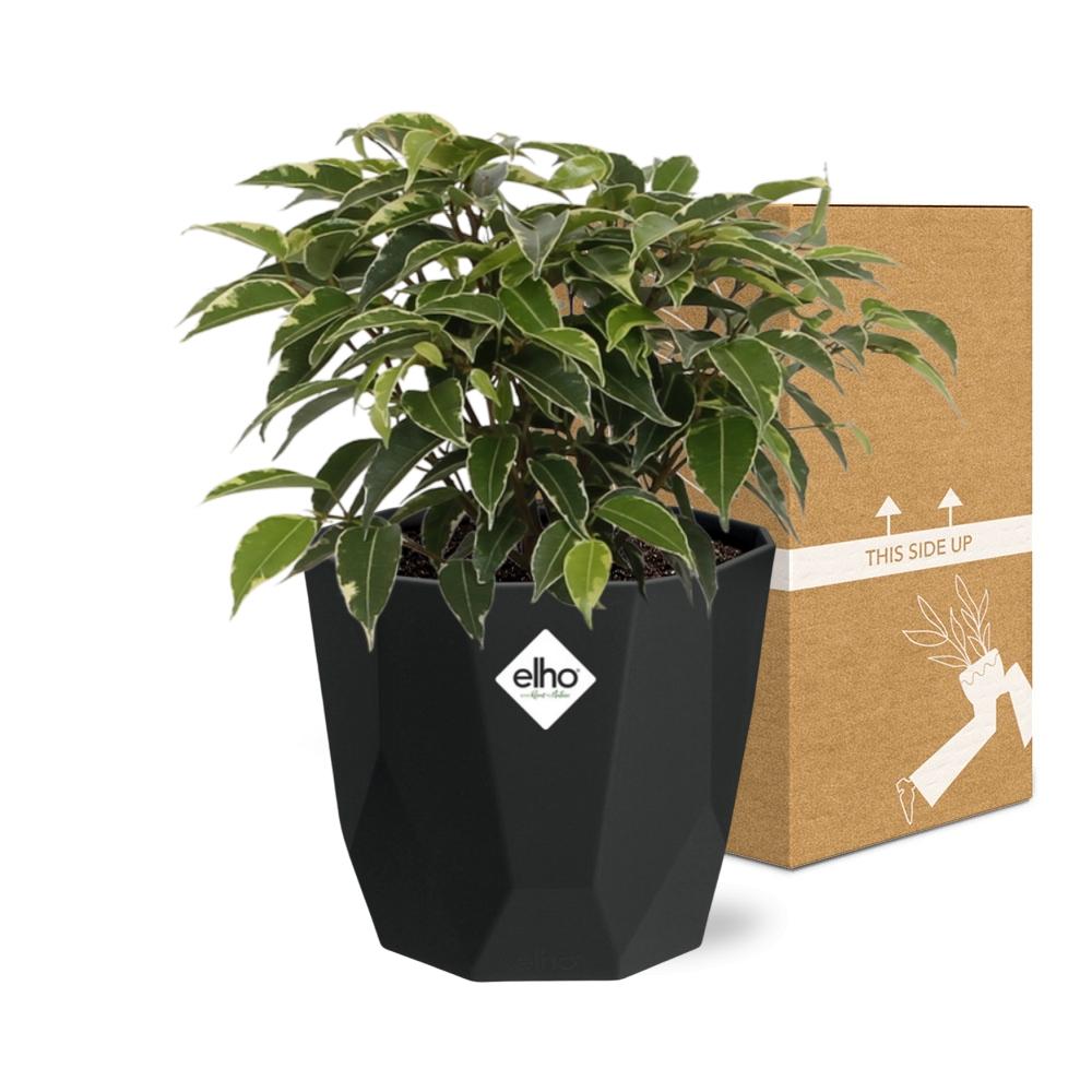 Ficus Benjamina Kinky in 14cm b.for rock living black