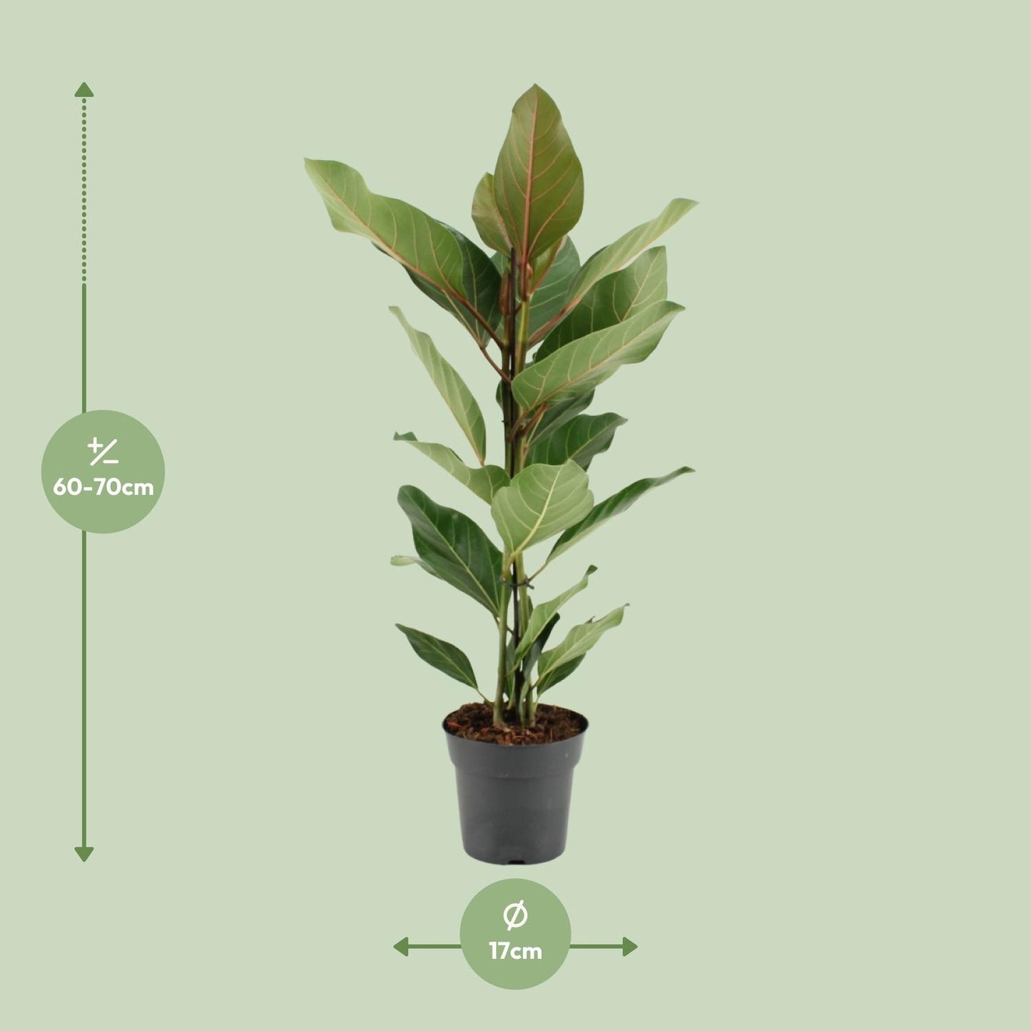 Ficus Benghalensis Joy - Ø17cm - ↕65cm