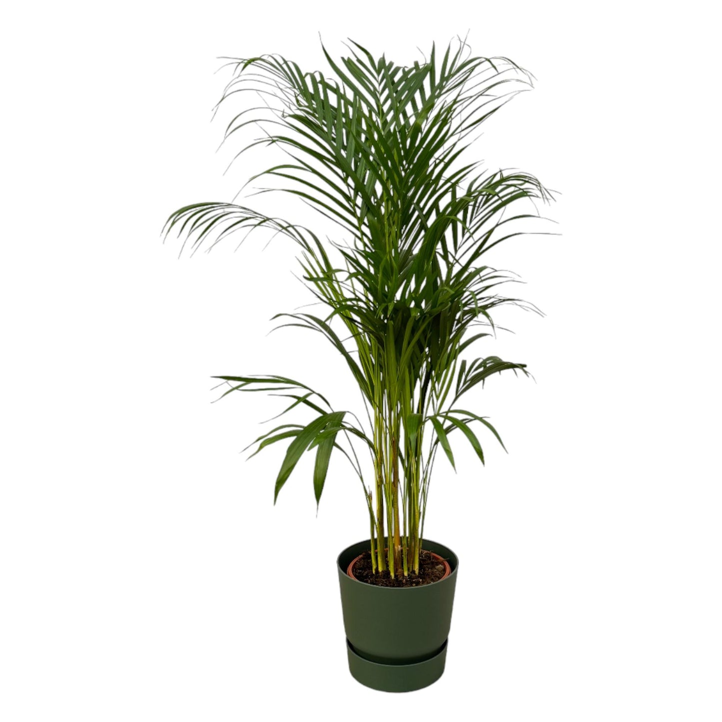 Areca Palme 110 cm – Elegante Goldfruchtpalme im Topf