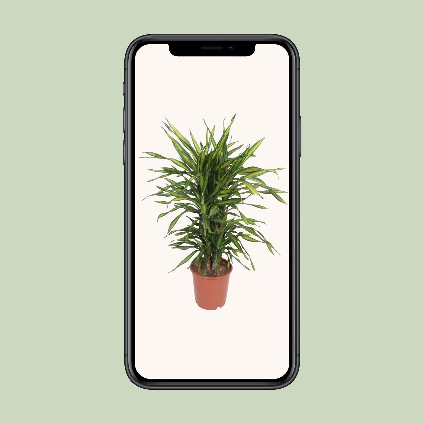 Dracaena Fragrans Riki - Ø24cm - ↕90cm
