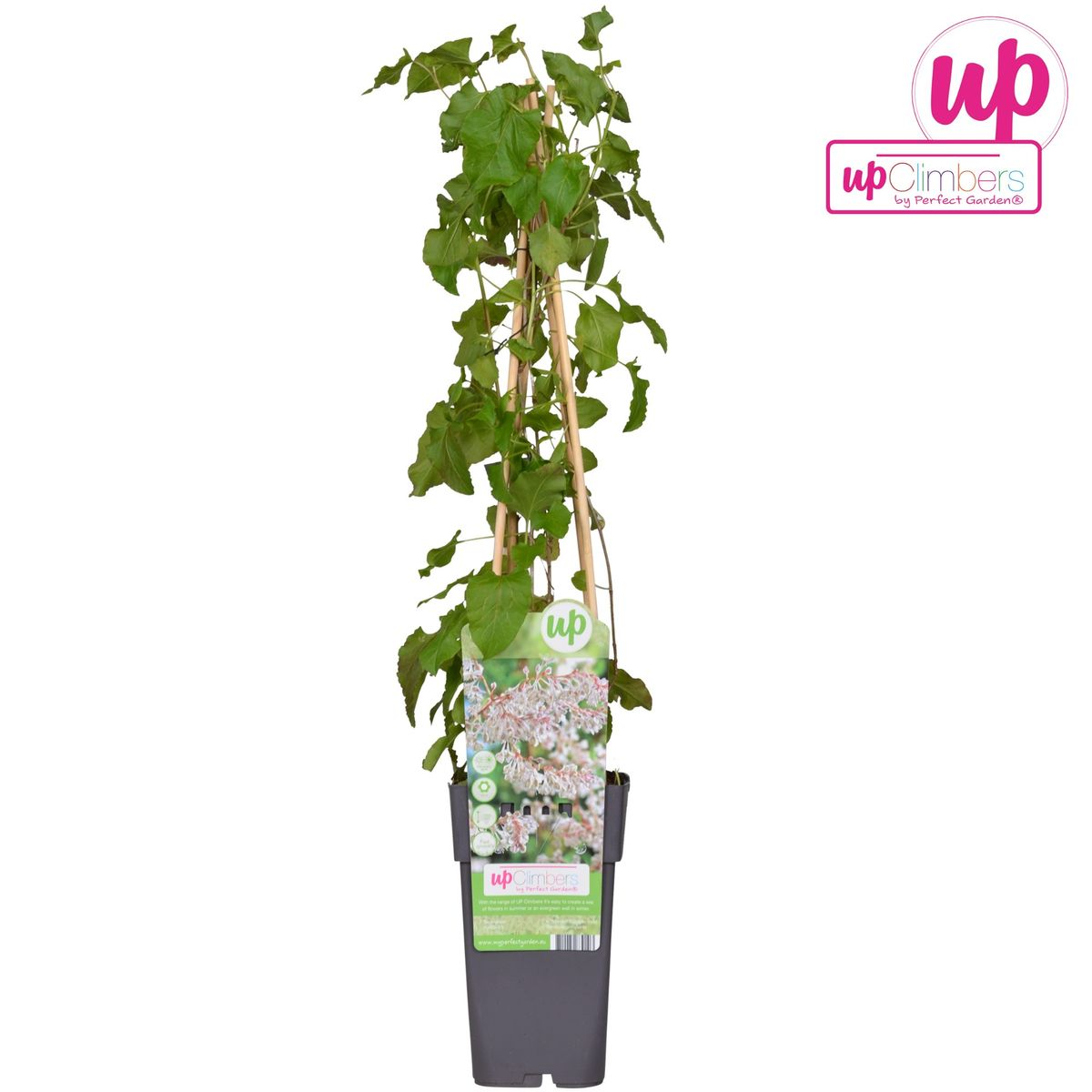 Fallopia baldschuanica - Brautschleier - Ø15cm - ↕65cm