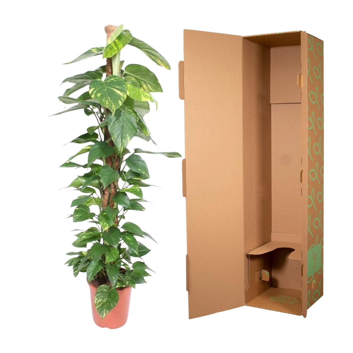 Efeutute am Moosstab – 150 cm pflegeleichte Zimmerpflanze