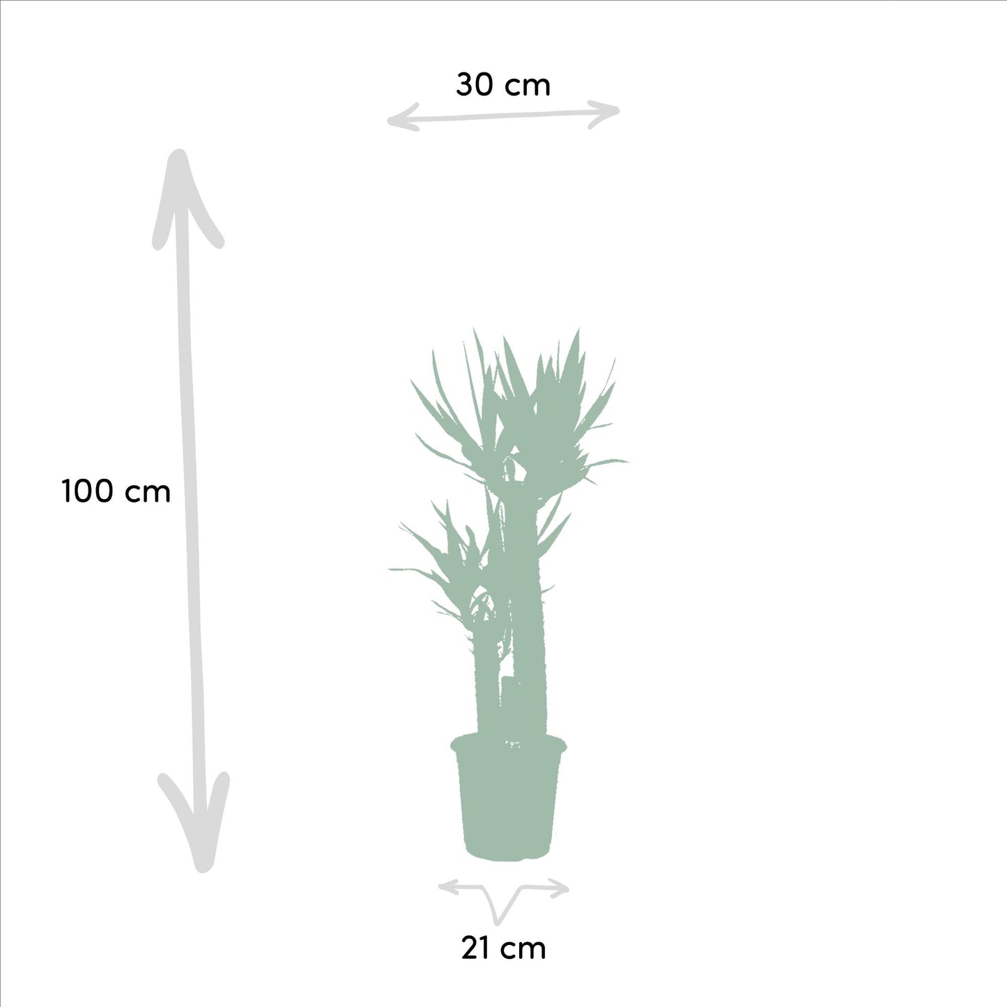 Goldfruchtpalme & Palmlilie Set – Luftreinigend, 100-130 cm
