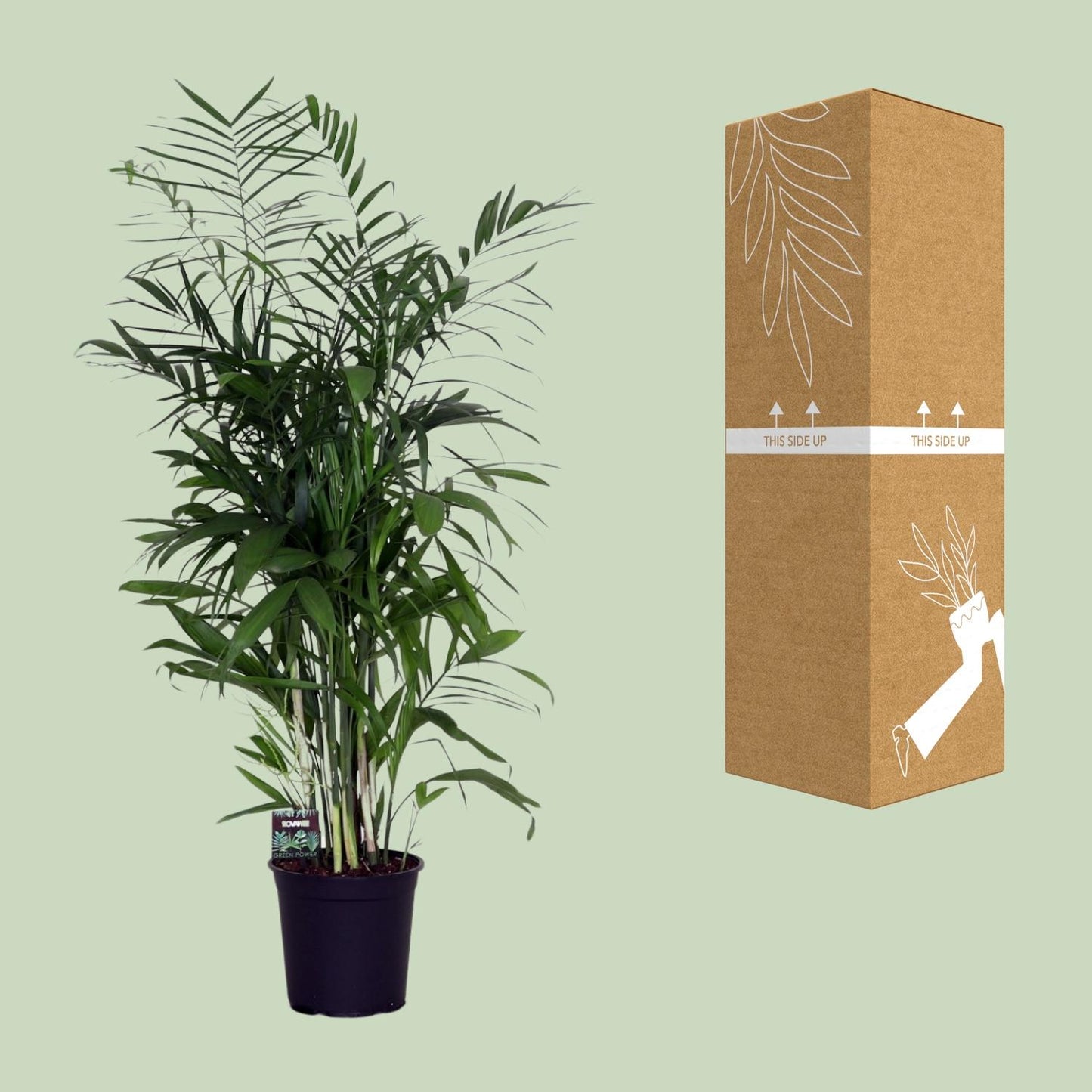 Chamaedorea Seifrizii - Ø24cm - ↕140cm