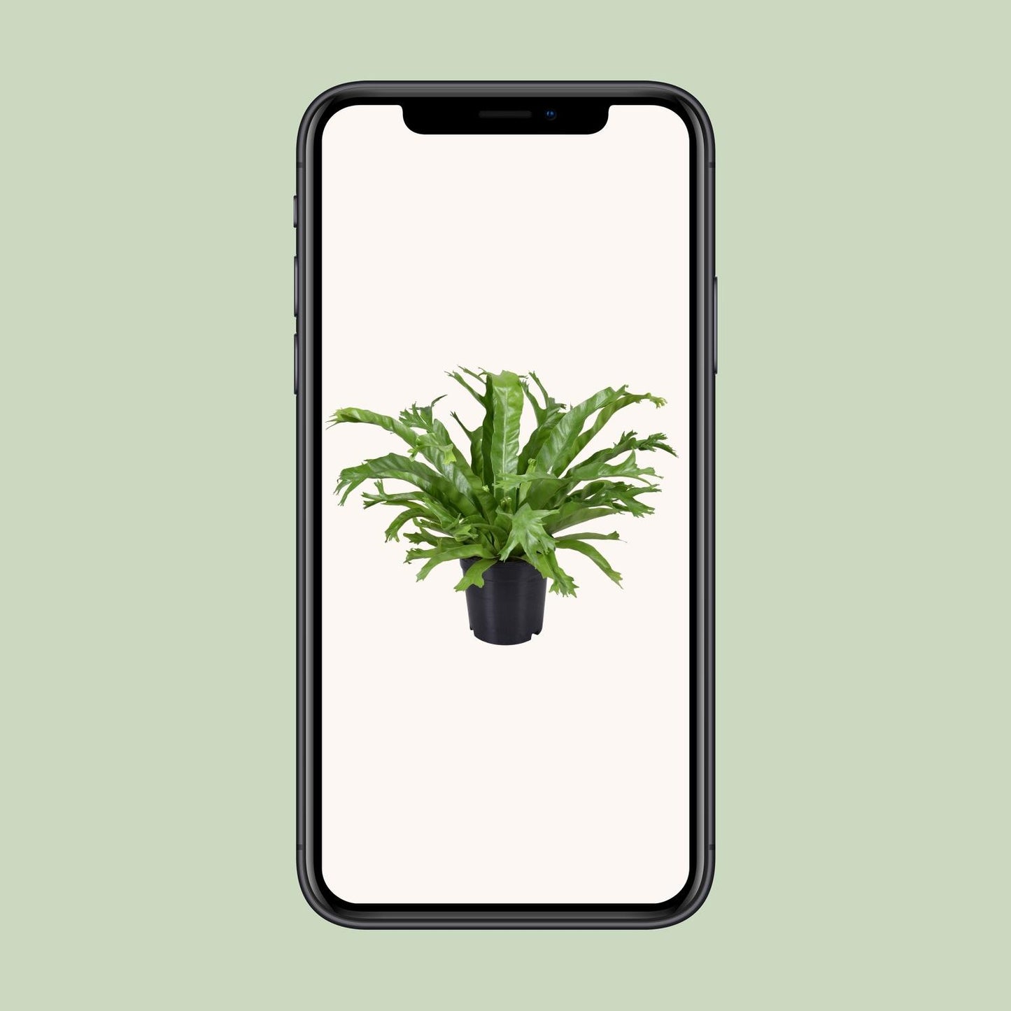 Asplenium Nidus Crissie - Ø17cm - ↕40cm