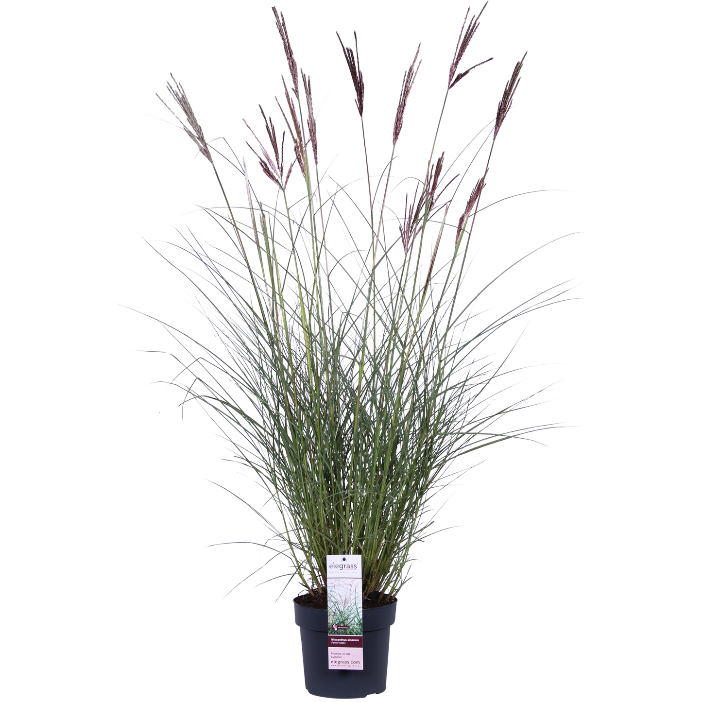 Miscanthus sinensis Ferner Osten - Ø19cm - ↕50cm - Ø19 - ↨50cm