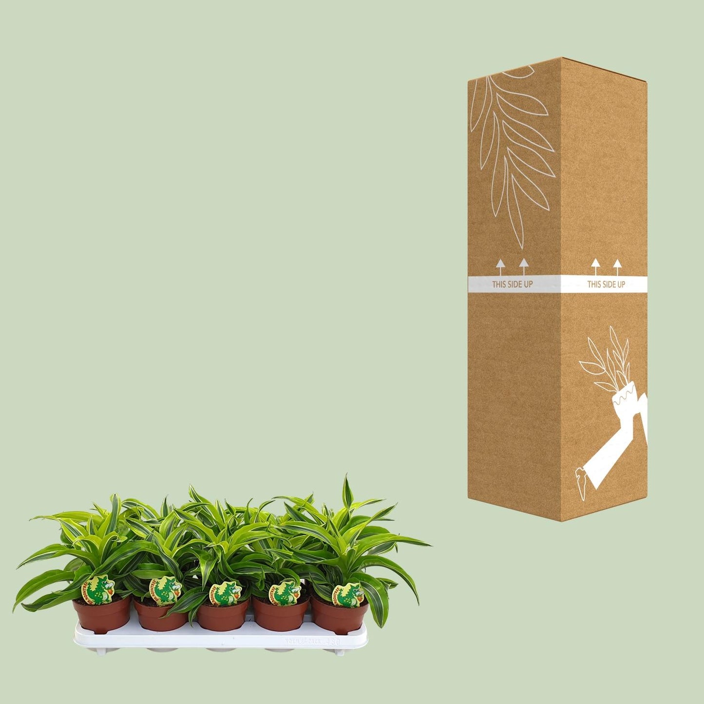 Dracaena Lemon Surprise - Ø12cm - ↕22cm