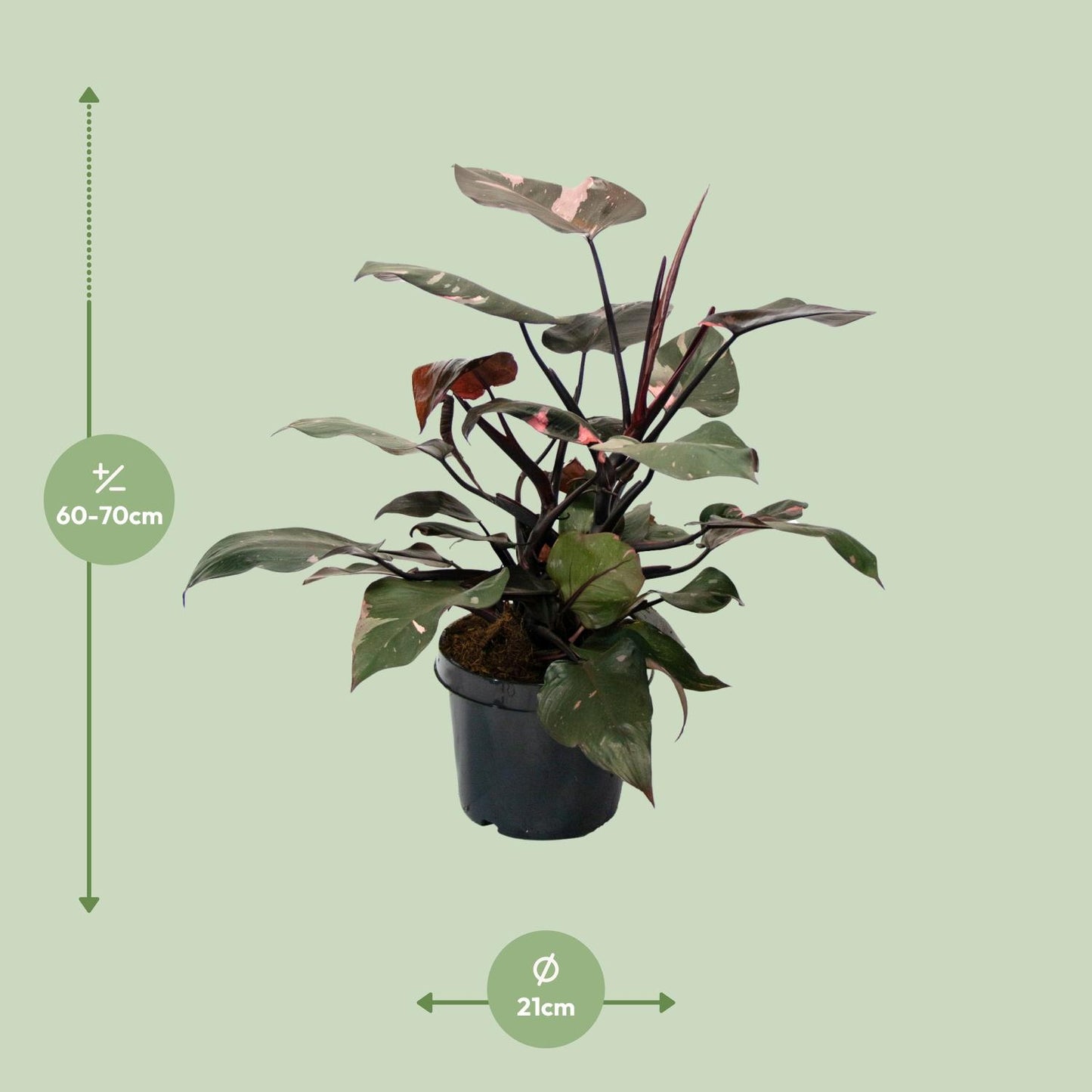 Philodendron Pink Princess - Ø21cm - ↕65cm