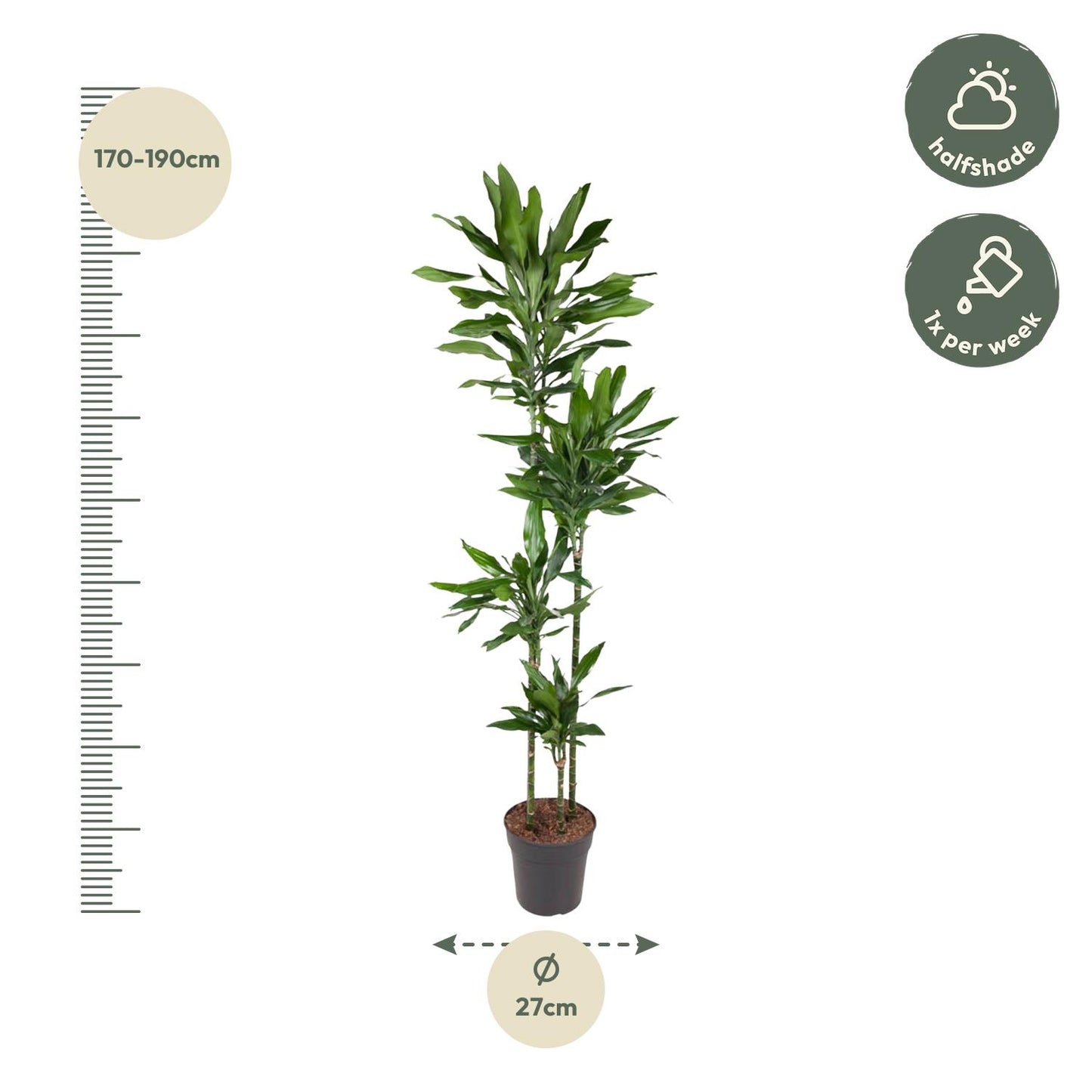Drachenbaum Janet Lind – 180 cm pflegeleichte Zimmerpflanze