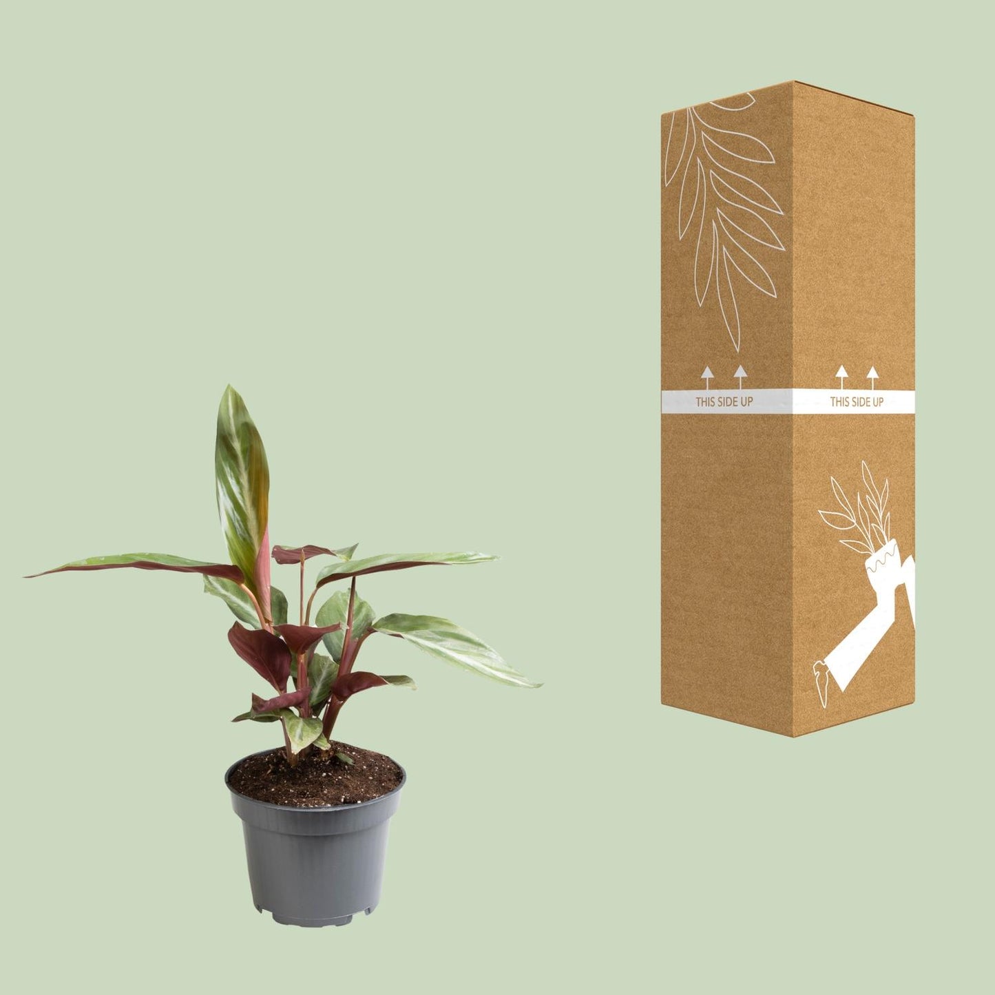 Stromanthe Sanguinea - Ø12cm - ↕18cm