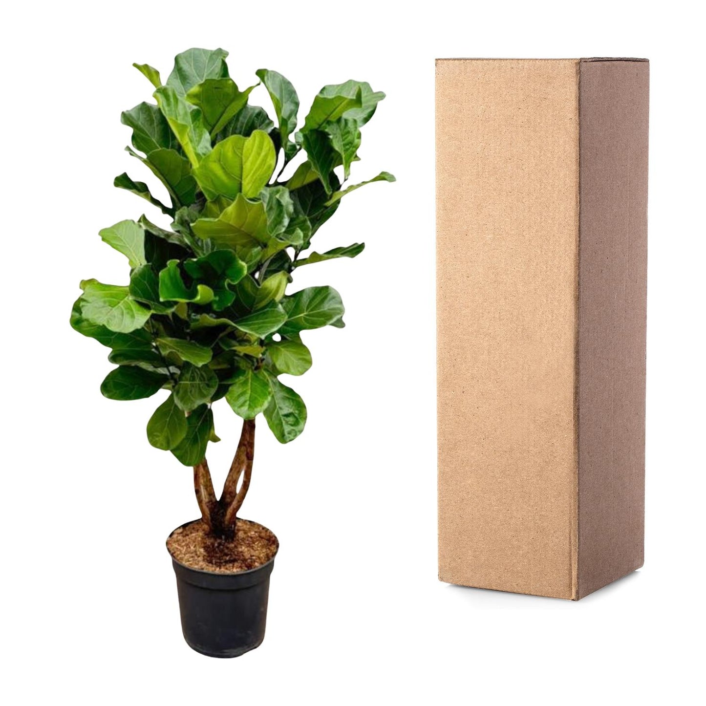 Geigenfeige XL 190 cm – Ficus Lyrata im Topf ø32 cm
