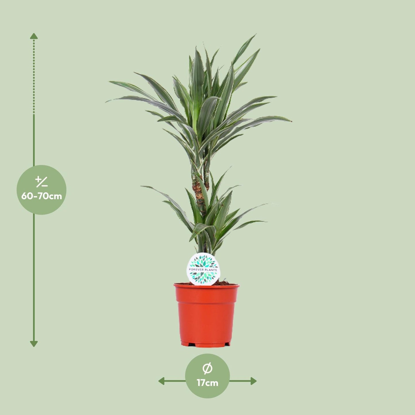 Dracaena Warneckei - Ø17cm - ↕65cm