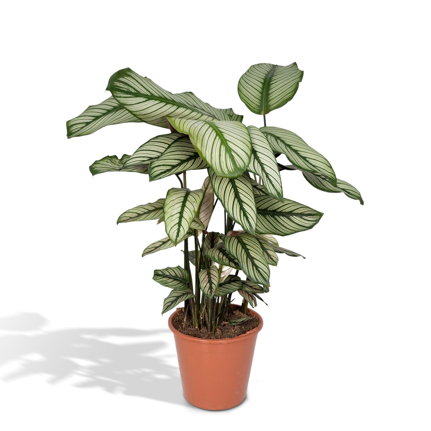 Calathea Whitestar - Pfauenpflanze - Ø19cm - ↕50cm