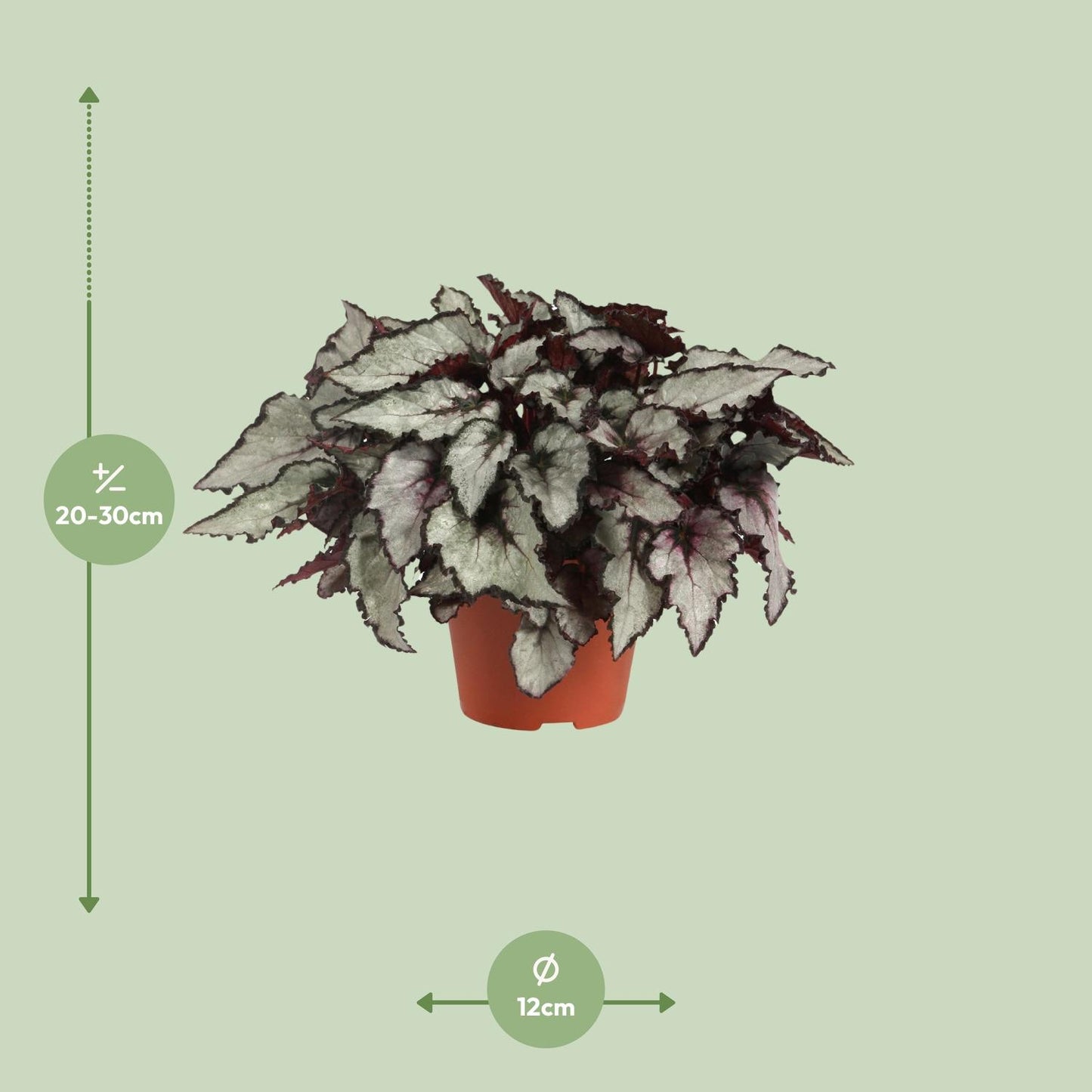 Begonia Rex Coco - Ø12cm - ↕25cm