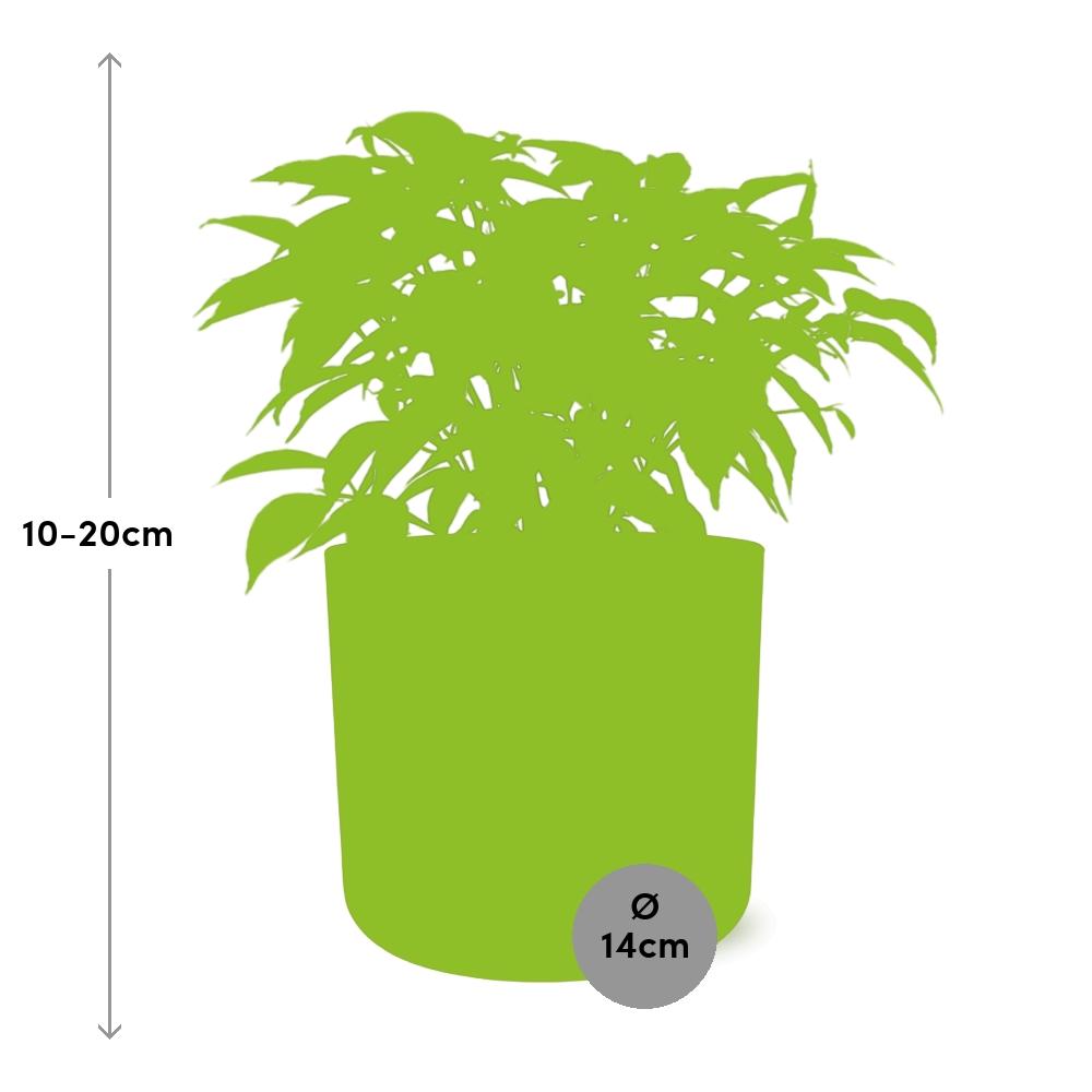 Ficus Benjamina Kinky in ELHO b.for soft rond 14cm brique