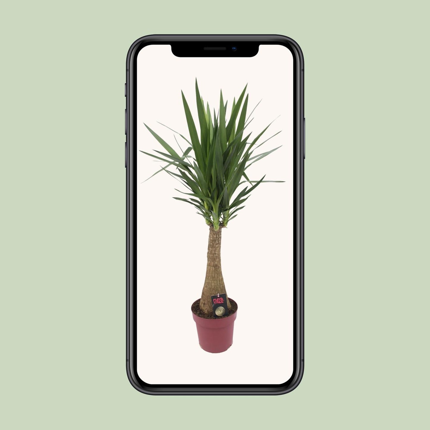 Yucca "Maya Tree" 60stam P27 - Ø27cm - ↕110cm